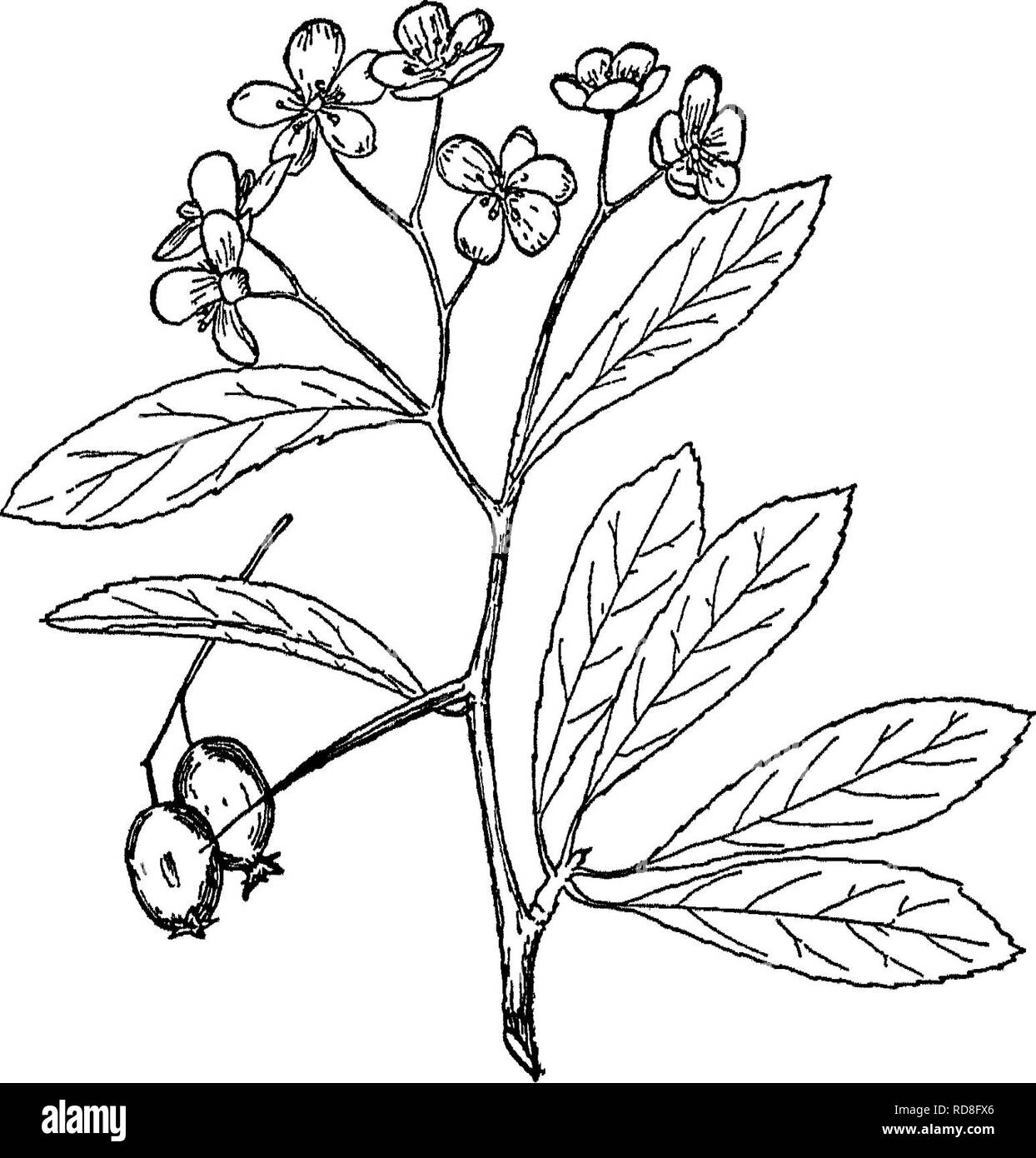 . Le livre de la foresterie. Les forêts et la foresterie. Fig. 58.-^Feuille, fleur, fruit et de Thorn. cockspur 269. Veuillez noter que ces images sont extraites de la page numérisée des images qui peuvent avoir été retouchées numériquement pour plus de lisibilité - coloration et l'aspect de ces illustrations ne peut pas parfaitement ressembler à l'œuvre originale.. Lune, Franklin Frederick, 1880-1929. New York [etc. ] D. Appleton and Company Banque D'Images