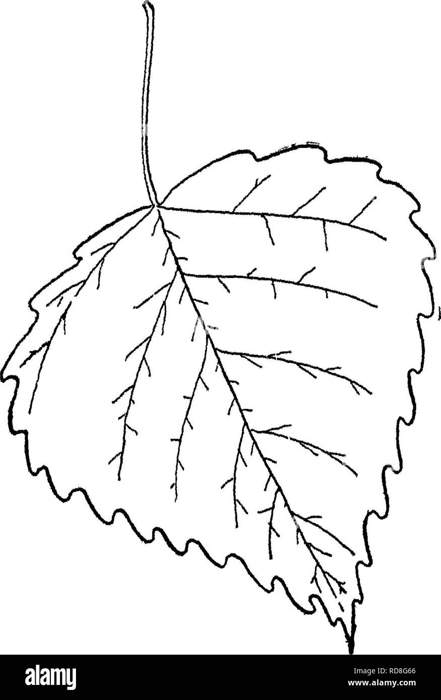. Le livre de la foresterie. Les forêts et la foresterie. Fig. 23, feuilles, fleurs, fruits et de big tooth aspen, 207. Veuillez noter que ces images sont extraites de la page numérisée des images qui peuvent avoir été retouchées numériquement pour plus de lisibilité - coloration et l'aspect de ces illustrations ne peut pas parfaitement ressembler à l'œuvre originale.. Lune, Franklin Frederick, 1880-1929. New York [etc. ] D. Appleton and Company Banque D'Images