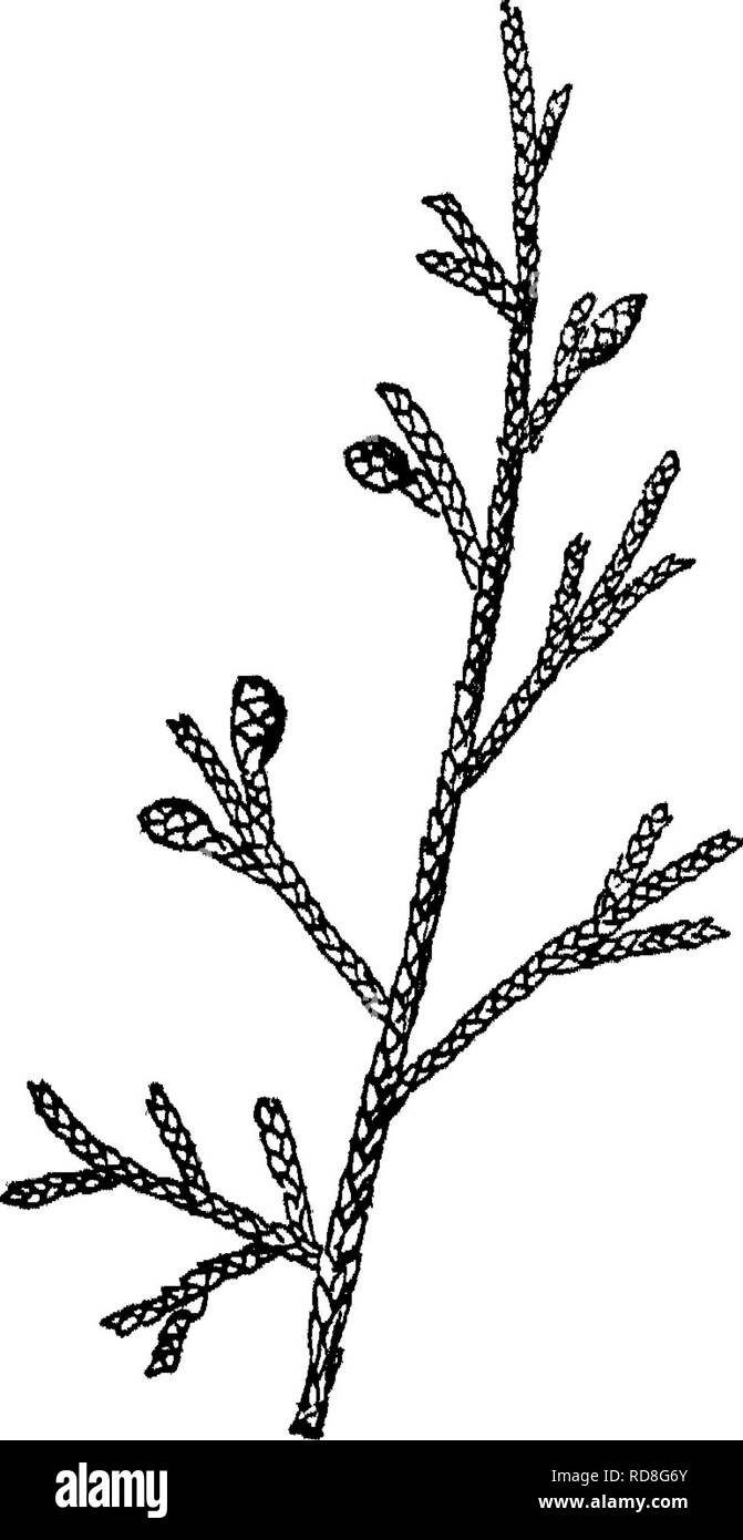 . Le livre de la foresterie. Les forêts et la foresterie. 200 LE LIVRE DE LA FORESTERIE L'JXJNIPEE Fruit une berry ; pas un cône ligneux, de tous les côtés de l'échelle des rameaux,^-comme. Feuilles disposées KED Juniperus virginiana cèdre échelle laisse-comme^ tt" de long, vert bleuâtre foncé, se produire xn paires opposées. Un FRdIT berry ayant une couleur bleu foncé à maturité. Au sein de la chair résineuse sont trouvés 1-2 graines. Eangb Xew Angleterre de Dakota et le Kansas. Sud à l'Est du Texas. Il y a onze genévriers aux États-Unis, toutes parfumées de bois ayant plus de durabilité moyenne.. Veuillez noter que ces images sont extraits f Banque D'Images