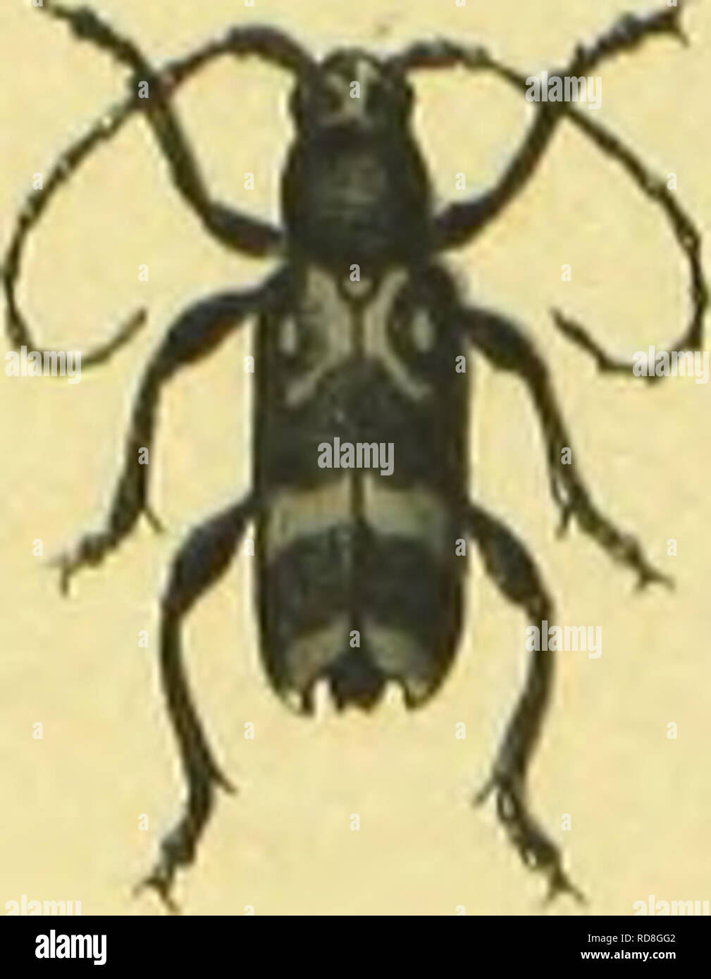 . C. G. Calwers ferbuch ; Ka ?Naturgeschichte der Ka ?fer Europas zum Handgebrauche fu ?r Sammler. Les coléoptères. . Veuillez noter que ces images sont extraites de la page numérisée des images qui peuvent avoir été retouchées numériquement pour plus de lisibilité - coloration et l'aspect de ces illustrations ne peut pas parfaitement ressembler à l'œuvre originale.. Ascane, C. G. , -1874 ; Ja ?ger, Gustav, 1865-. Stuttgart, J. Hoffman Banque D'Images
