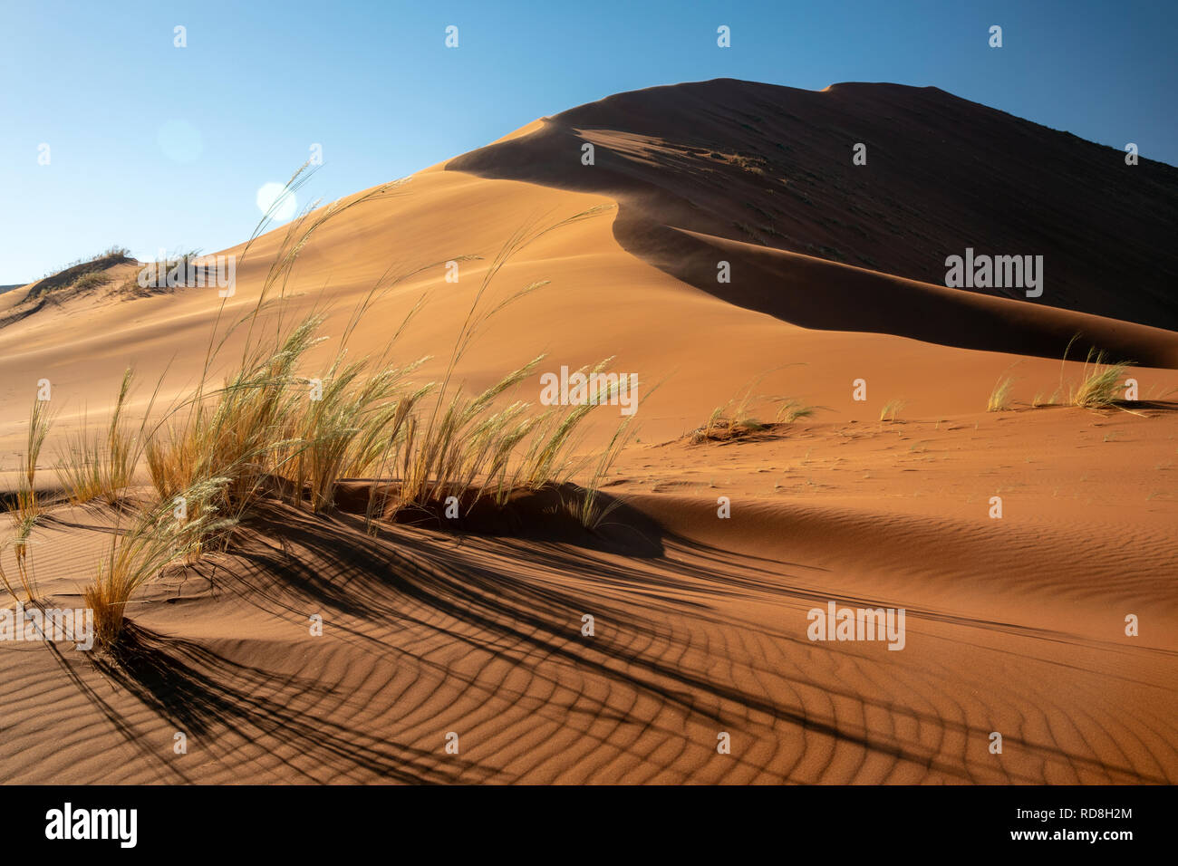 Elim Dune Namib-Naukluft National Park, Namibie, Afrique Banque D'Images