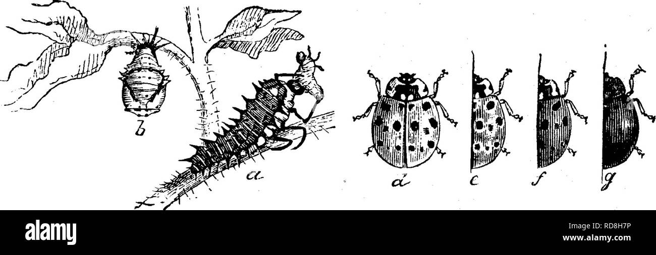 . Les insectes nuisibles pour les fruits. Illustré de quatre cent quarante coupes de bois. Les insectes nuisibles. Fig. 130.. variable ; les insectes à d, e, f, g, sont présentés quatre des différentes formes sous lesquelles il est vu ; une montre la larve dans l'acte de dévorer une jeune larve de doryphore de la pomme de terre-coléoptère, à w^lequel il est aussi partiel, tandis que b représente la chrysalide. La belle dame-oiseau, Harmonia pieta (RAND), est un très joli petit insecte. (Voir Fig. 131.) à b c'est illustré de la grandeur nature, en c grande ; c'est d'une couleur paille couleur, bordées de noir, comme dans la figure. La larve, a, est d'un brun noirâtre. Moyens Banque D'Images