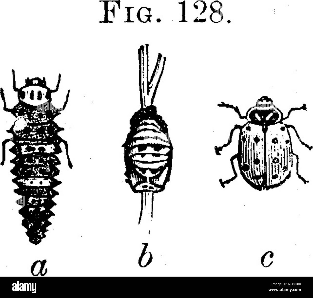 . Les insectes nuisibles pour les fruits. Illustré de quatre cent quarante coupes de bois. Insectes nuisibles. grandeur nature lors d'une ses couleurs d'être noir, orange et bleu, et que quand il s'attache à la face inférieure de la feuille et les modifications apportées à une chrysalide, qui est indiqué en b. Le Spotted Lady-bird, Megilla maculata (de ^^g. 129. Geer) (voir Fig. 129), est d'une couleur rosâtre, parfois rouge pâle. Il a de grandes taches noires, douze en tout, sur son aile-cas ; deux sur une aile-couvercle sont en face et appuyez sur deux sur l'autre. Fig. 130 représente la quinze-spotted Lady-bird, Anatih pundata-EST (Oliv.), Banque D'Images