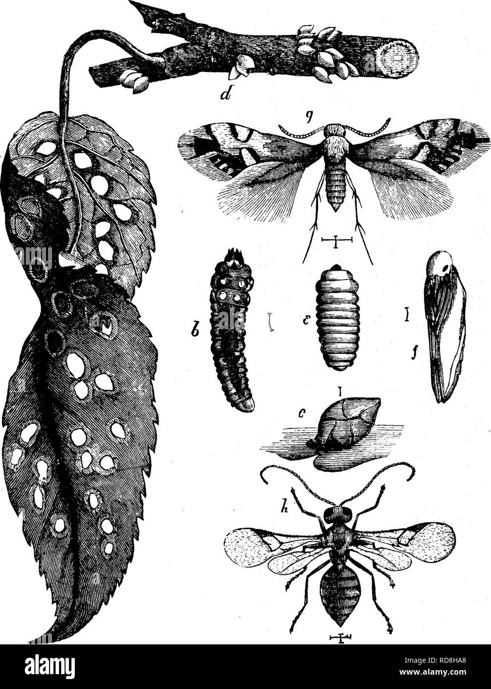 . Les insectes nuisibles pour les fruits. Illustré de quatre cent quarante coupes de bois. Les insectes nuisibles. Attaquer les feuilles, 111 d'un gris profond riche chat avec une longue frange brun jaunâtre. C'est une petite créature active, courir environ sur la surface supérieure des feuilles au soleil, avec ses ailes repliées étroitement à son corps. Les oeufs sont pondus sur les feuilles par Apple, et la jeune larve Fig. 115.. lorsqu'il éclot pénètre à l'intérieur de la feuille, l'exploitation minière, en laissant la partie supérieure et continue, mais les surfaces en formant après un certain temps, une tache de couleur sombre sur la feuille. À maturité, il Banque D'Images