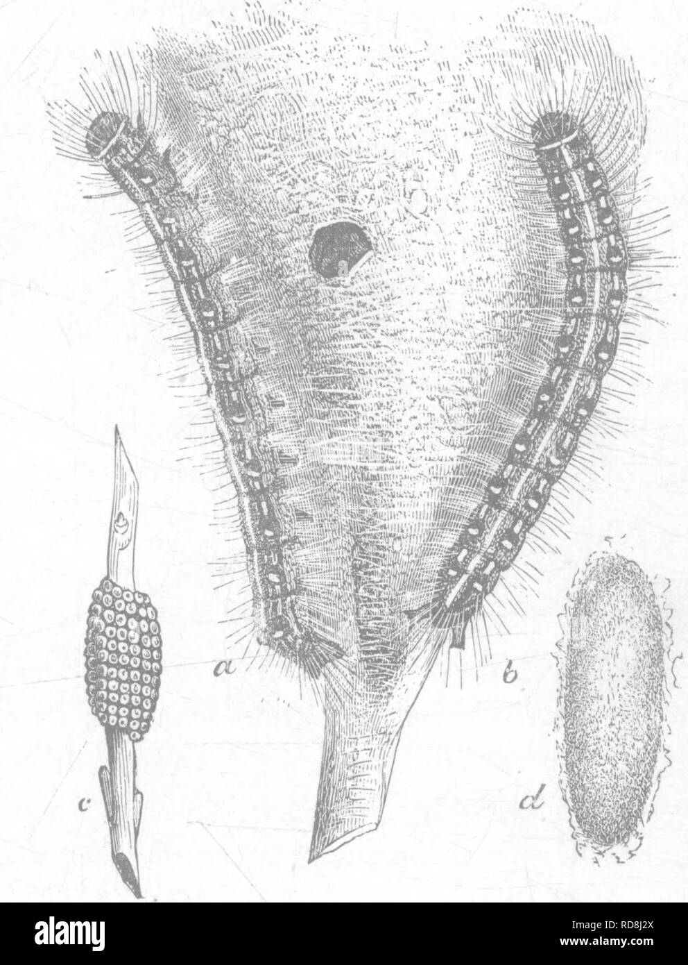 . Les insectes nuisibles pour les fruits. Illustré de quatre cent quarante coupes de bois. Les insectes nuisibles. Attaquer les feuilles. 49 vivre de dix à douze jours où totalement privé de nourriture ; mais les fortes gelées est fatale pour eux dans cette condition d'offres, et des multitudes d'entre eux parfois mourir de cette cause. Ces larves sont tente les décideurs, et peu après la naissance, ils commencent à con- struct pour eux-mêmes un abri en étendant les feuilles de l'ensemble de la web de la fourche le plus proche où ils étaient des ramilles Fig. 41.. éclos. Comme ils augmentent en taille, ils construisent des couches supplémentaires de soie sur ceux effectués auparavant, à Banque D'Images