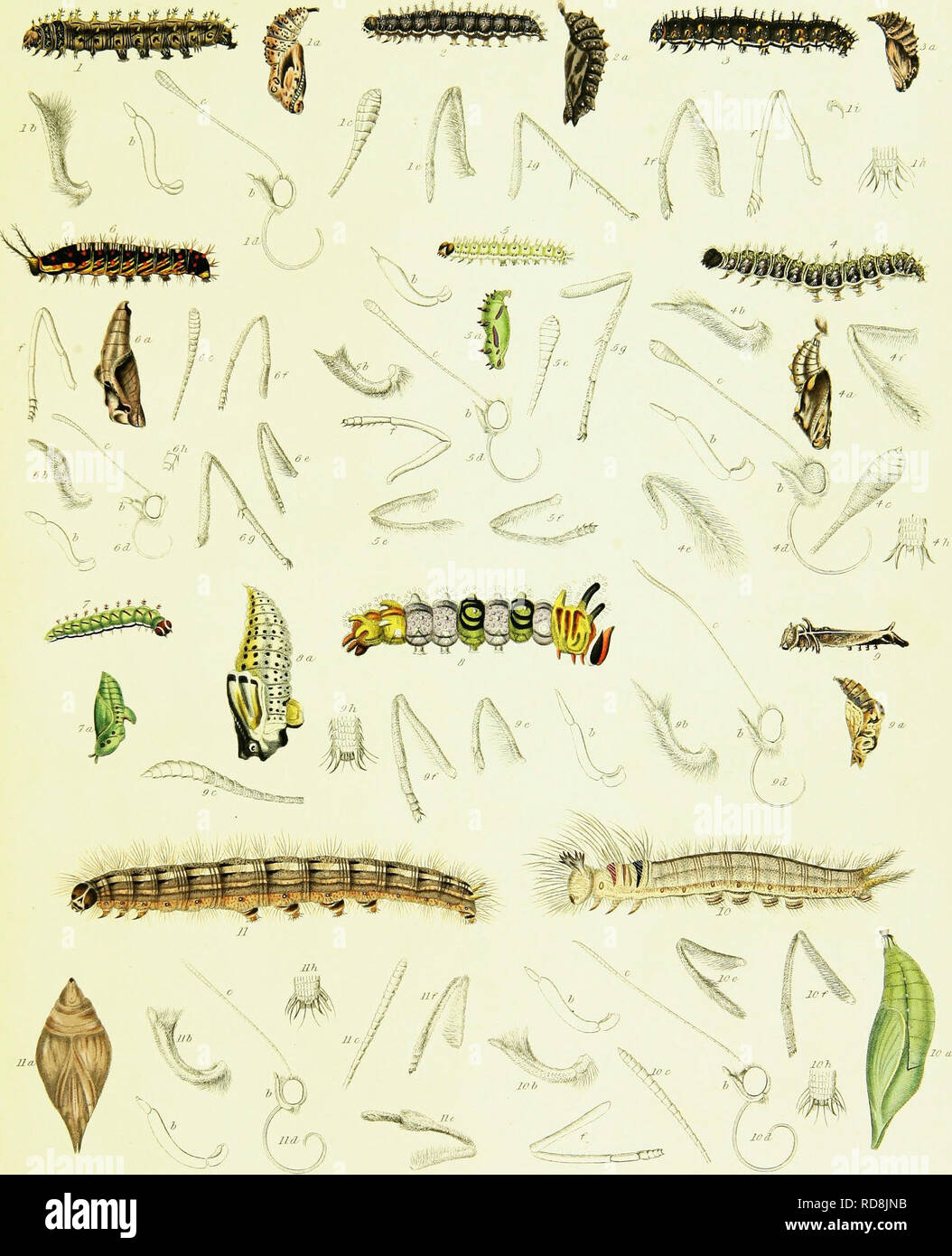 . Un catalogue descriptif des insectes lépidoptères figurant dans le Musée de l'honorable East-India company, illustré par la couleur des chiffres de nouvelles espèces et de la métamorphose de lépidoptères indien, avec des observations liminaires sur un régime général de cet ordre d'insectes. Lépidoptères. Le ZarvTished Farhurv,bs. .&Amp ;&lt;â * X r ?â€r,,J"ai vArtl^.SRR),',-rJ,18Z8. Veuillez noter que ces images sont extraites de la page numérisée des images qui peuvent avoir été retouchées numériquement pour plus de lisibilité - coloration et l'aspect de ces illustrations ne peut pas parfaitement ressembler à l'original Banque D'Images