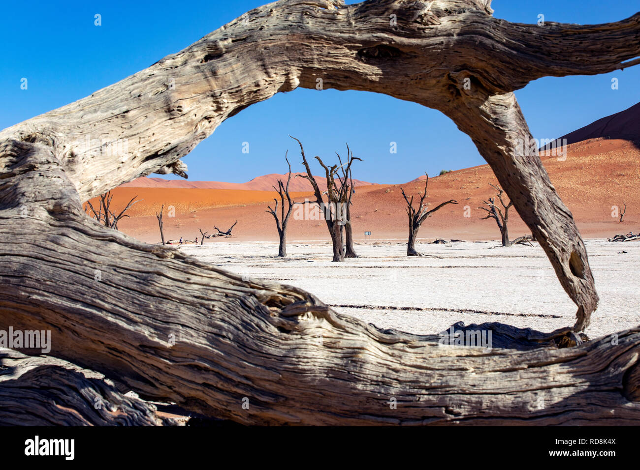 Deadvlei Paysage de Namib-Naukluft National Park, Namibie, Afrique Banque D'Images