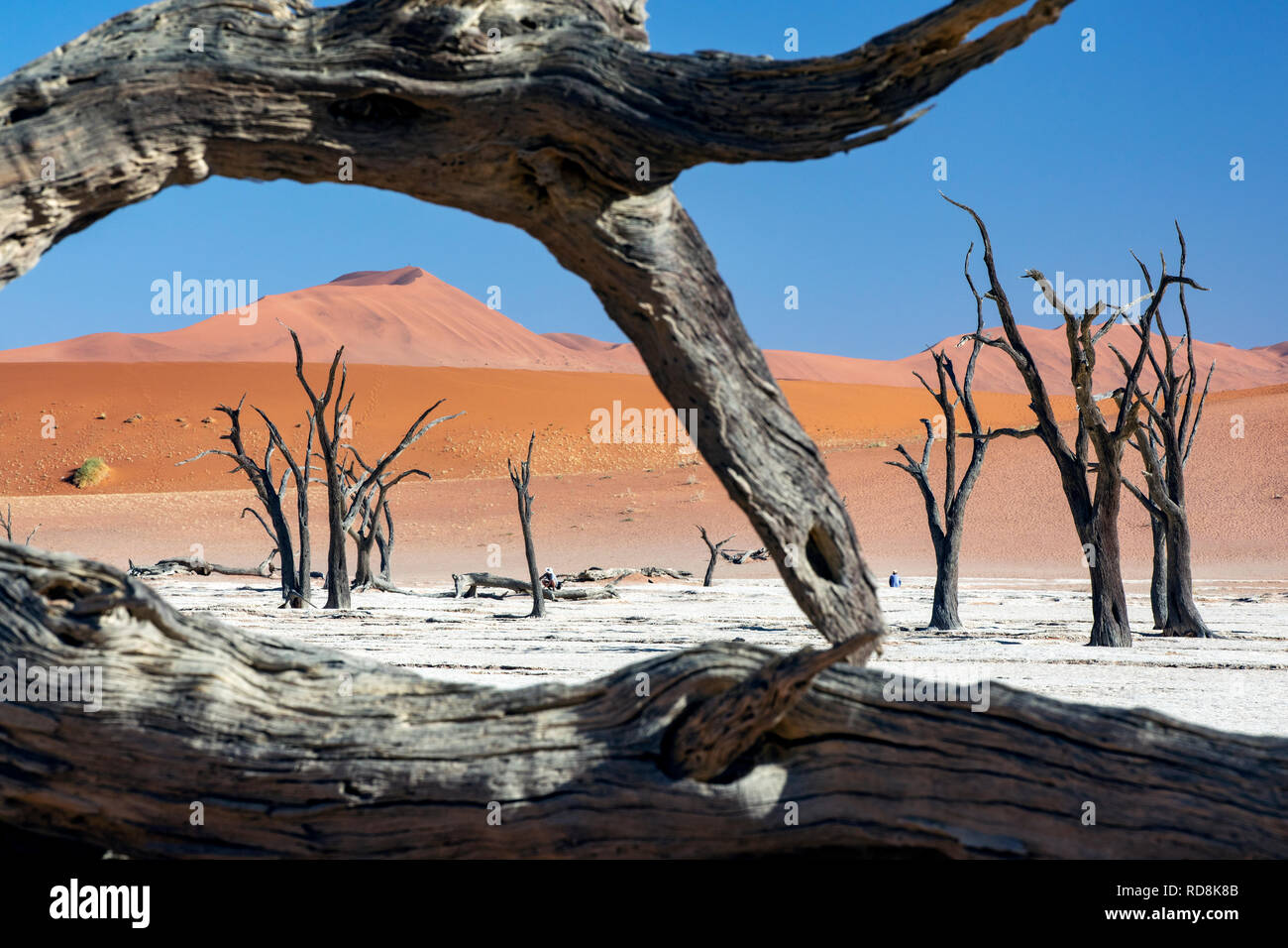 Deadvlei Paysage de Namib-Naukluft National Park, Namibie, Afrique Banque D'Images