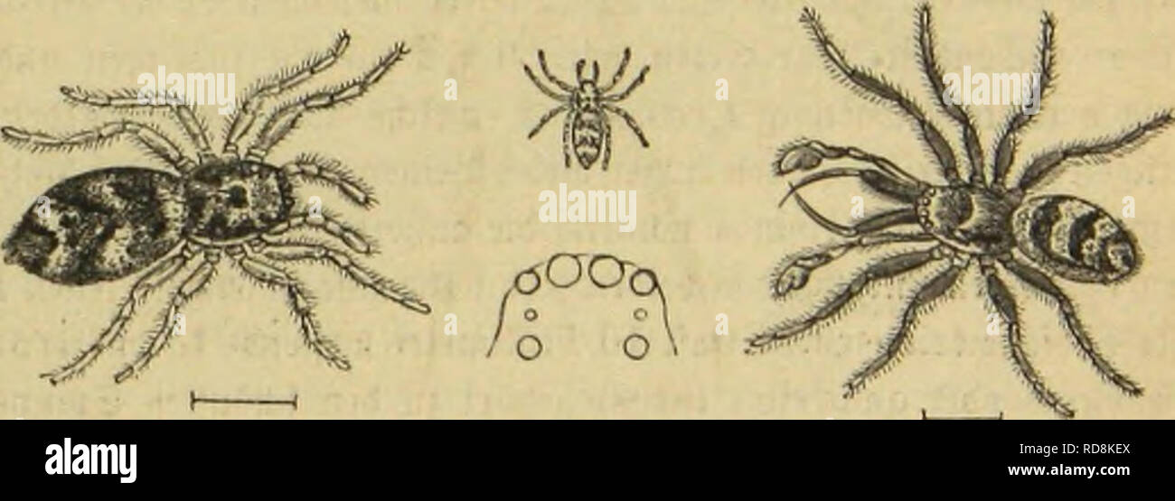 . Insekten und die Spinnen, TausendfuÌssler. Les insectes ; Arthropoda. . Veuillez noter que ces images sont extraites de la page numérisée des images qui peuvent avoir été retouchées numériquement pour plus de lisibilité - coloration et l'aspect de ces illustrations ne peut pas parfaitement ressembler à l'œuvre originale.. Taschenberg, Ernst Ludwig, 1818-1898 ; Brehm, Alfred Edmund, 1829-1884. Brehms Thierleben, 2e éd. , C. 9. Leipzig, Bibliographische Institut Banque D'Images