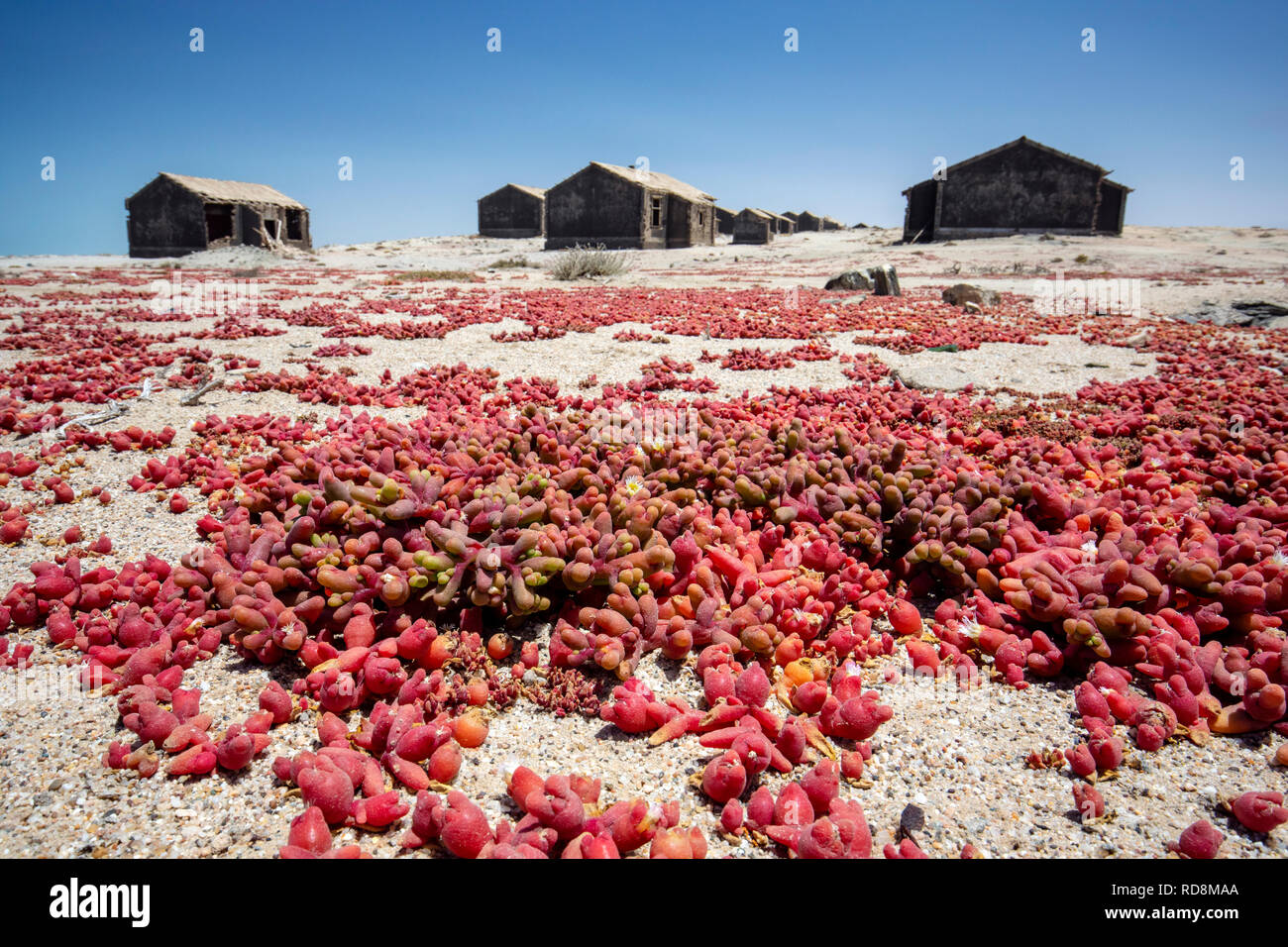 Doigt du sang (Mesembryanthemum cryptanthum) croissant dans la ville minière abandonnée à Elizabeth Bay - près de Lüderitz, Namibie, Afrique Banque D'Images