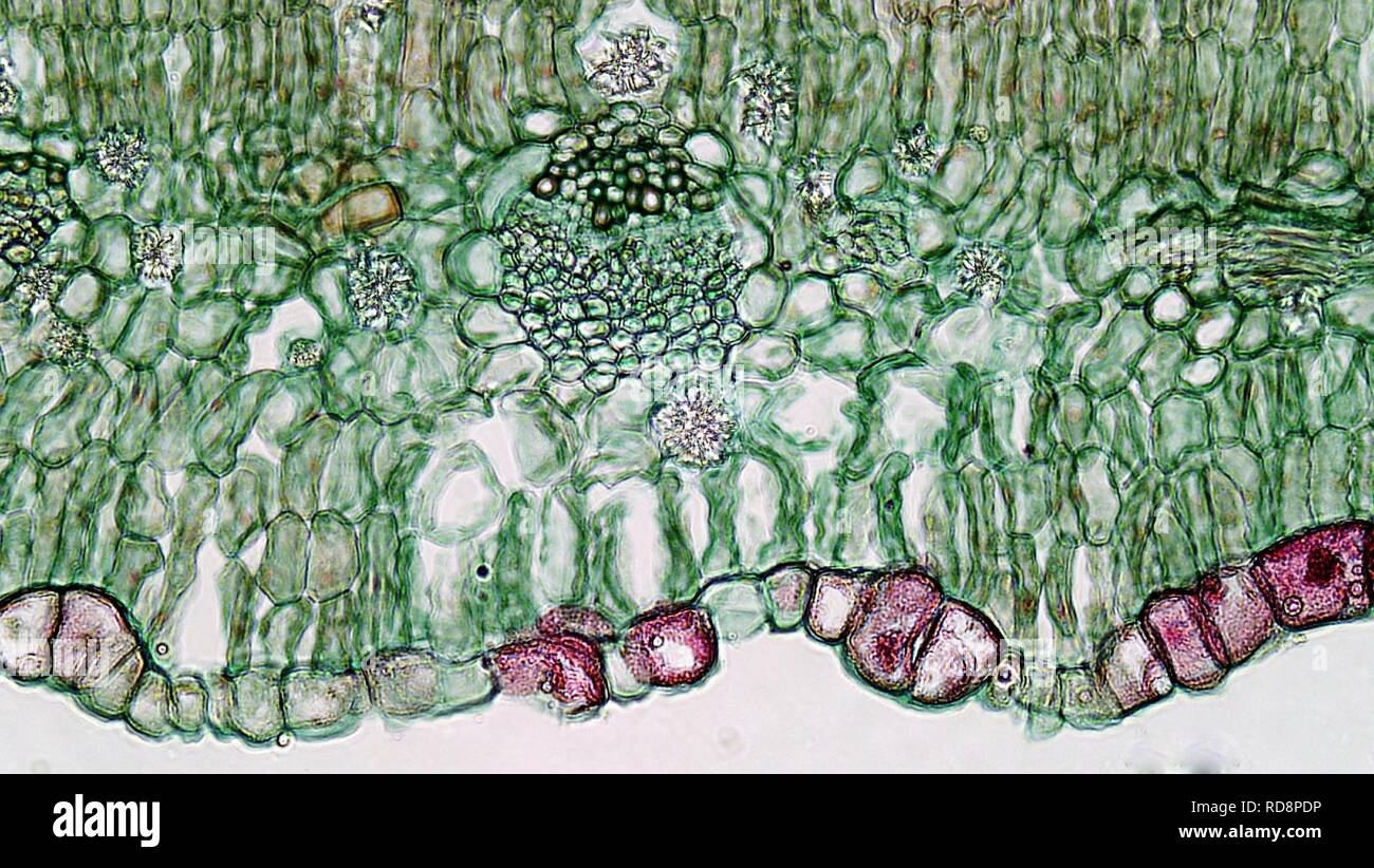 La morphologie de l'angiosperme gaine d'amidon dans la feuille de Larrea Xérophytiques (37033297610). Banque D'Images