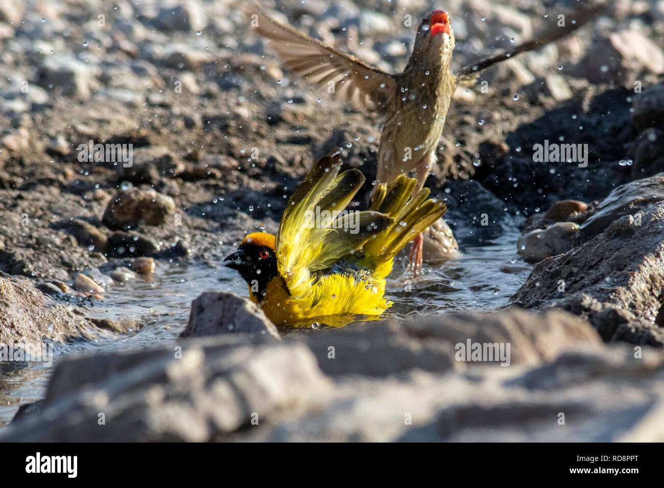 Le sud-masqué (Ploceus velatus weaver) baignade à Safarihoek Lodge, Etosha Heights, près de l'Etosha National Park, Namibie, Afrique Banque D'Images