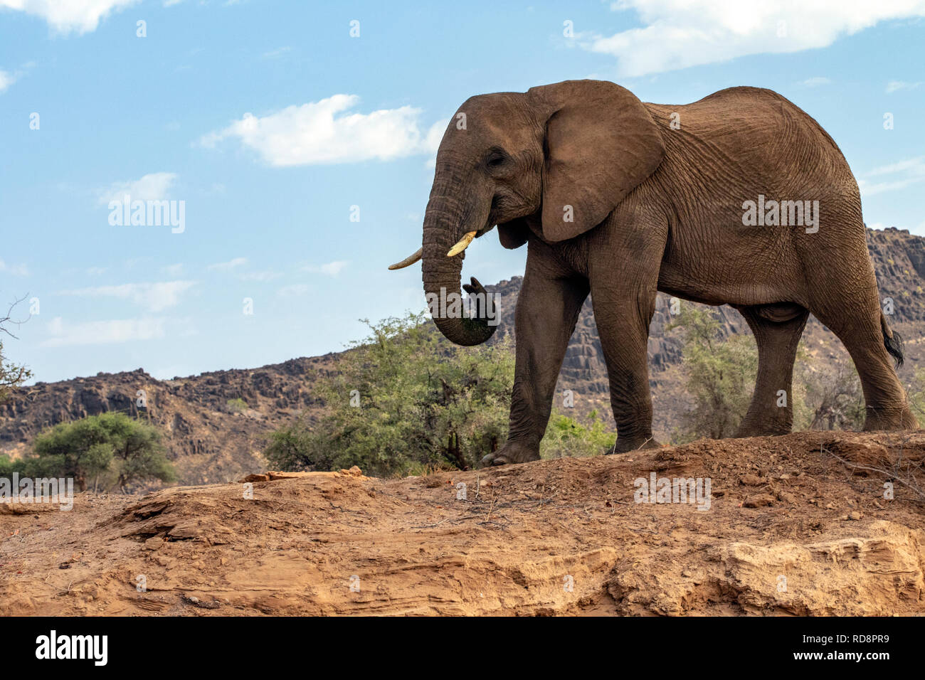 L'éléphant d'Afrique (Désert-adapté) - Huab River, près de Twyfelfontein, Damaraland, Namibie, Afrique Banque D'Images