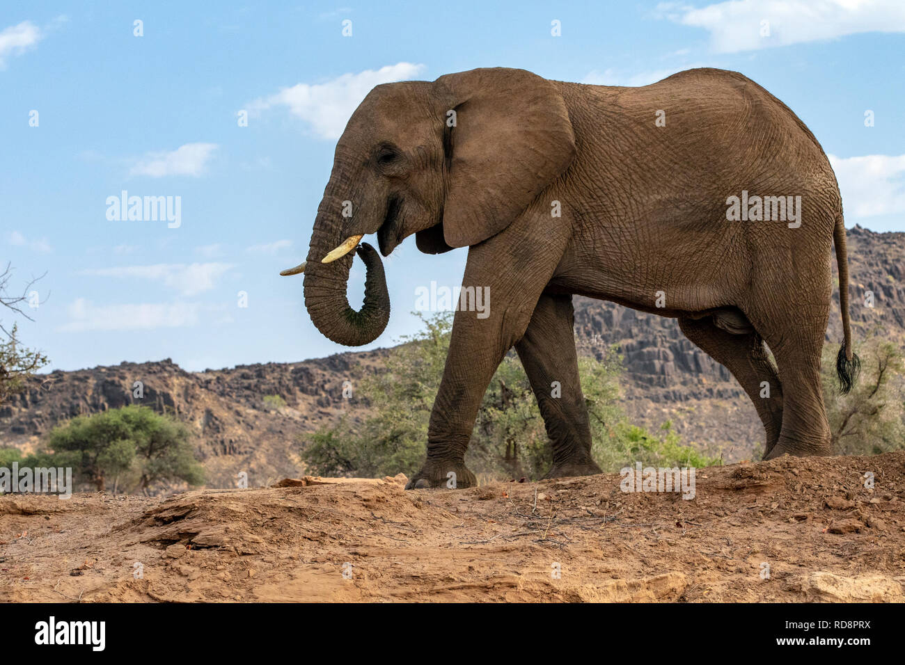 L'éléphant d'Afrique (Désert-adapté) - Huab River, près de Twyfelfontein, Damaraland, Namibie, Afrique Banque D'Images