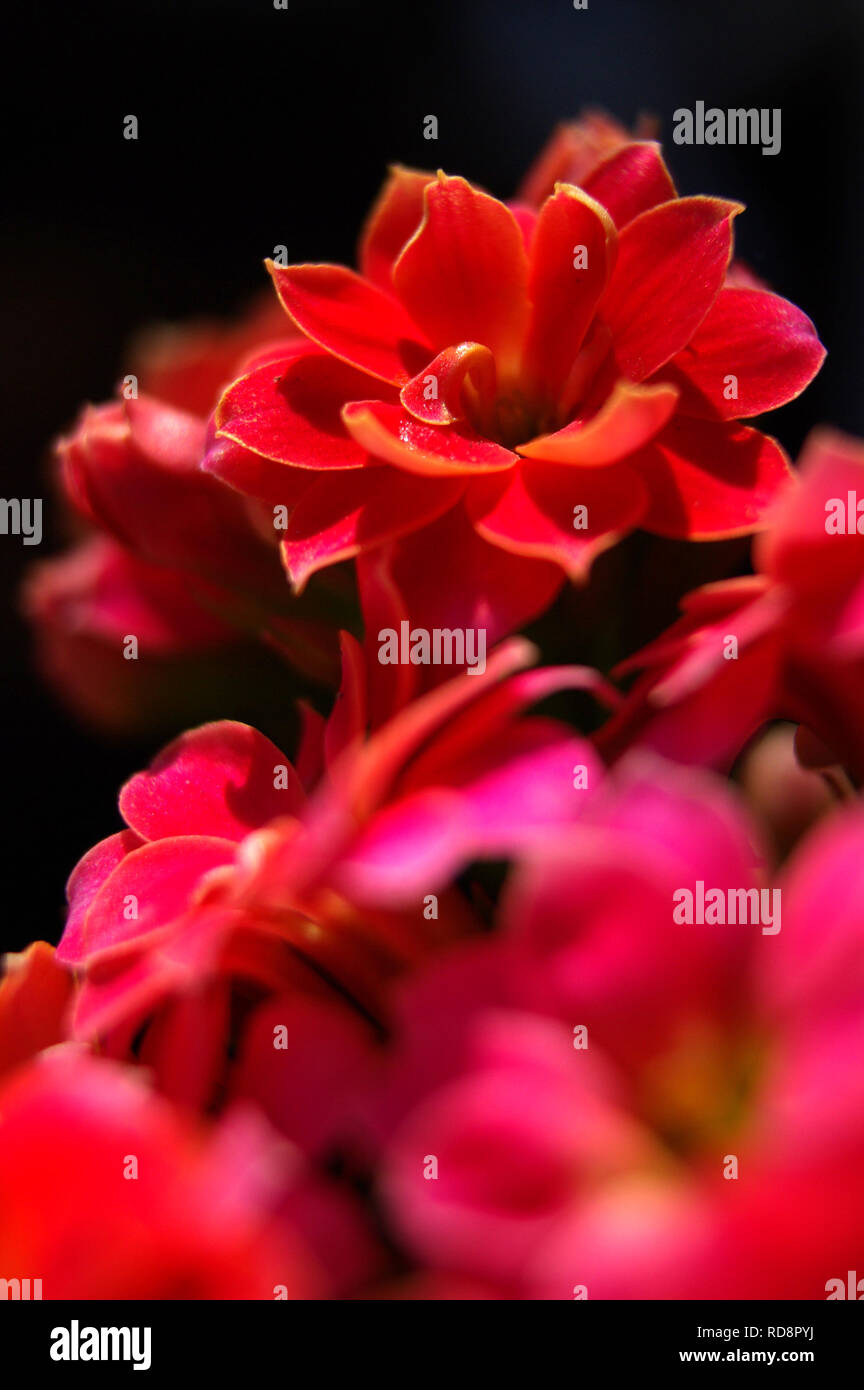 Kalanchoe rouge libre Banque D'Images