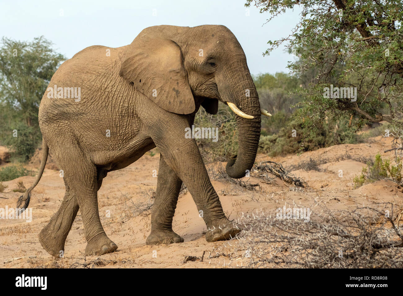 L'éléphant d'Afrique (Désert-adapté) - Huab River, près de Twyfelfontein, Damaraland, Namibie, Afrique Banque D'Images