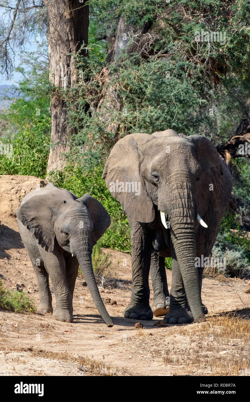 L'éléphant d'Afrique (Désert-adapté) - Huab River, près de Twyfelfontein, Damaraland, Namibie, Afrique Banque D'Images