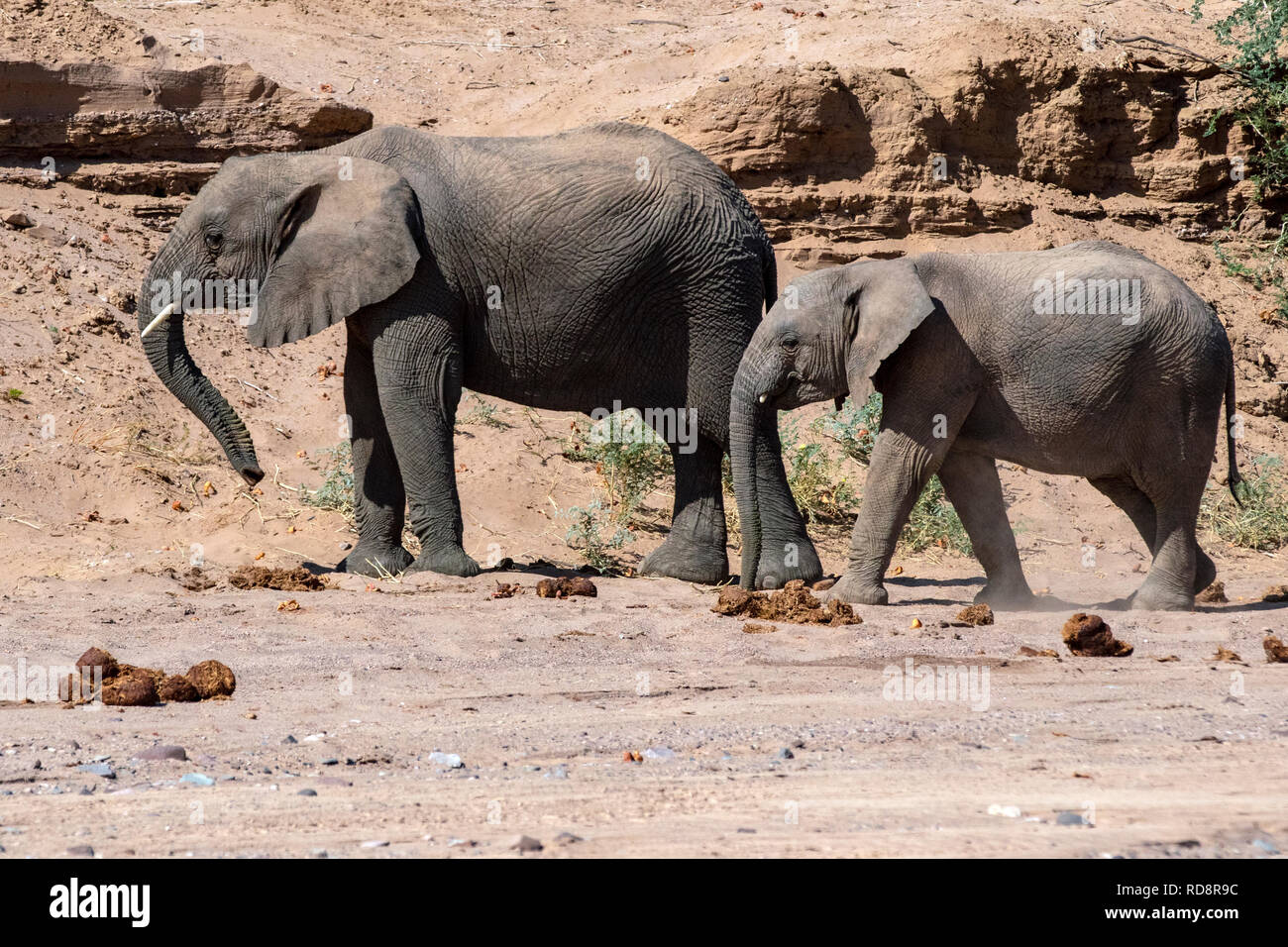 L'éléphant d'Afrique (Désert-adapté) - Huab River, près de Twyfelfontein, Damaraland, Namibie, Afrique Banque D'Images