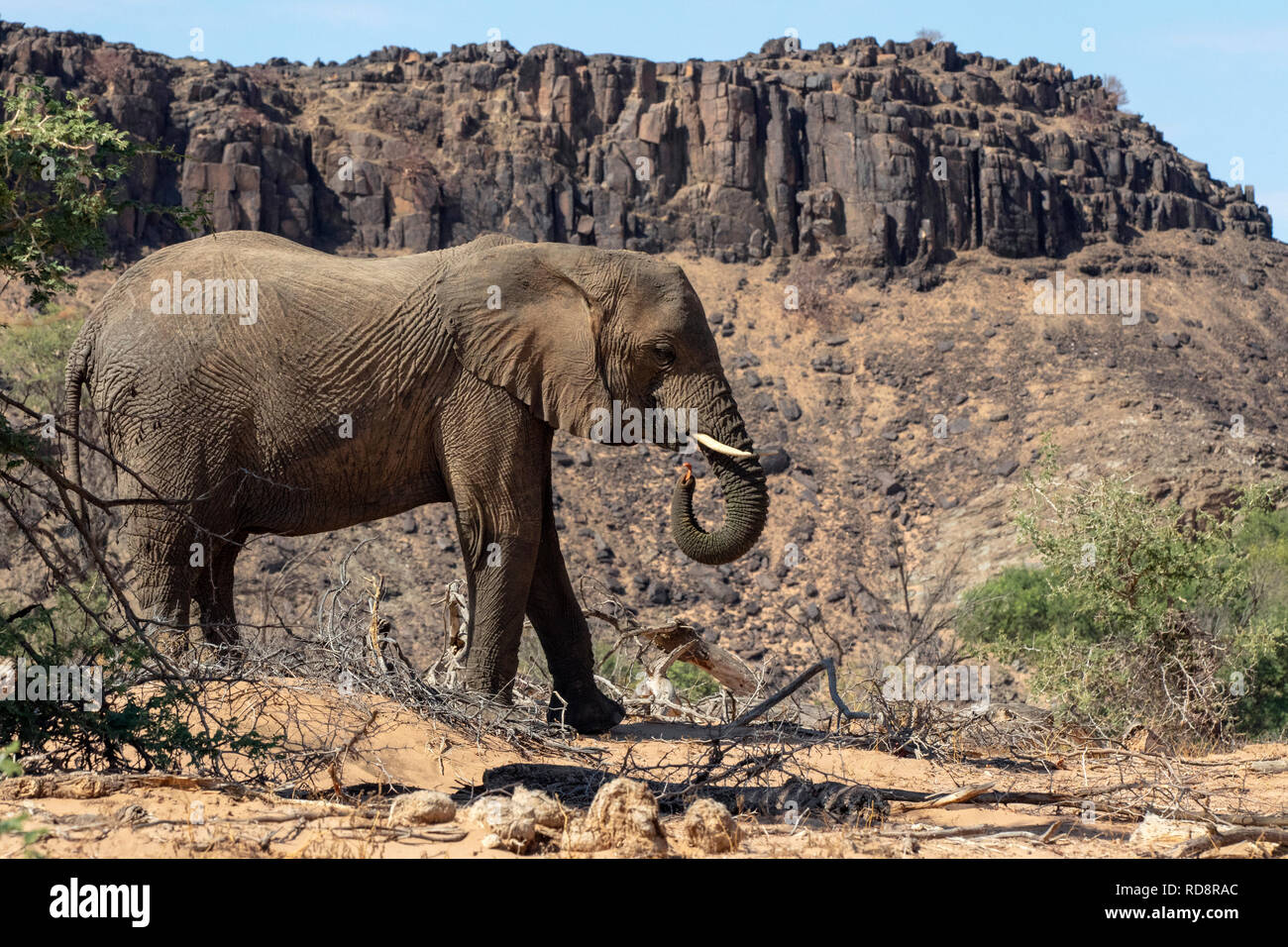 L'éléphant d'Afrique (Désert-adapté) - Huab River, près de Twyfelfontein, Damaraland, Namibie, Afrique Banque D'Images