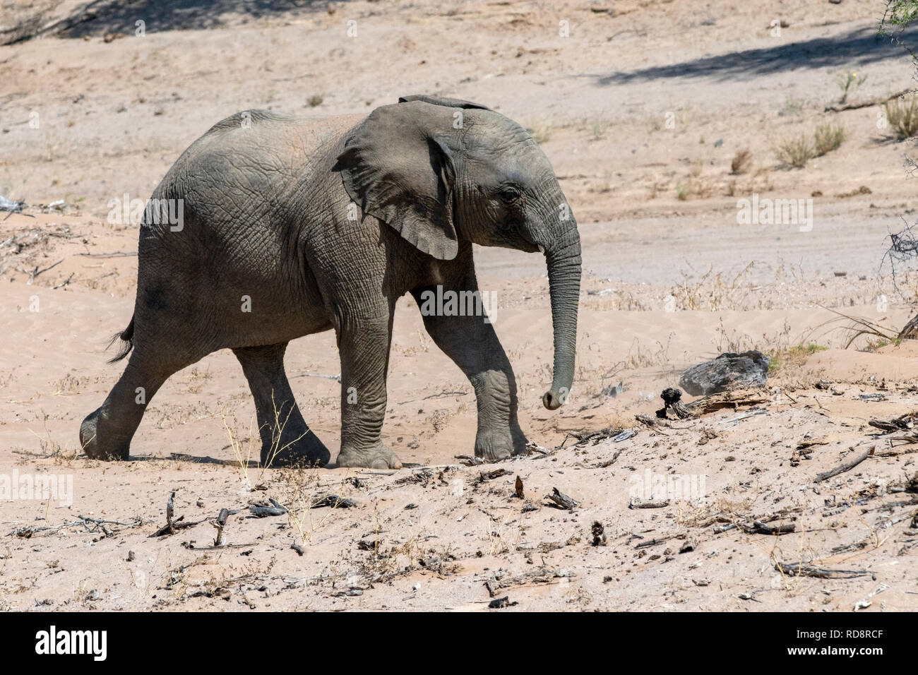 L'éléphant d'Afrique (Désert-adapté) - Huab River, près de Twyfelfontein, Damaraland, Namibie, Afrique Banque D'Images