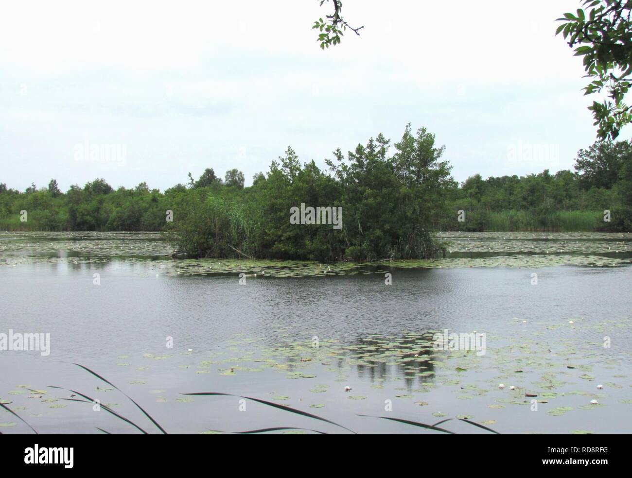 Ankeveense Plassen (3). Banque D'Images