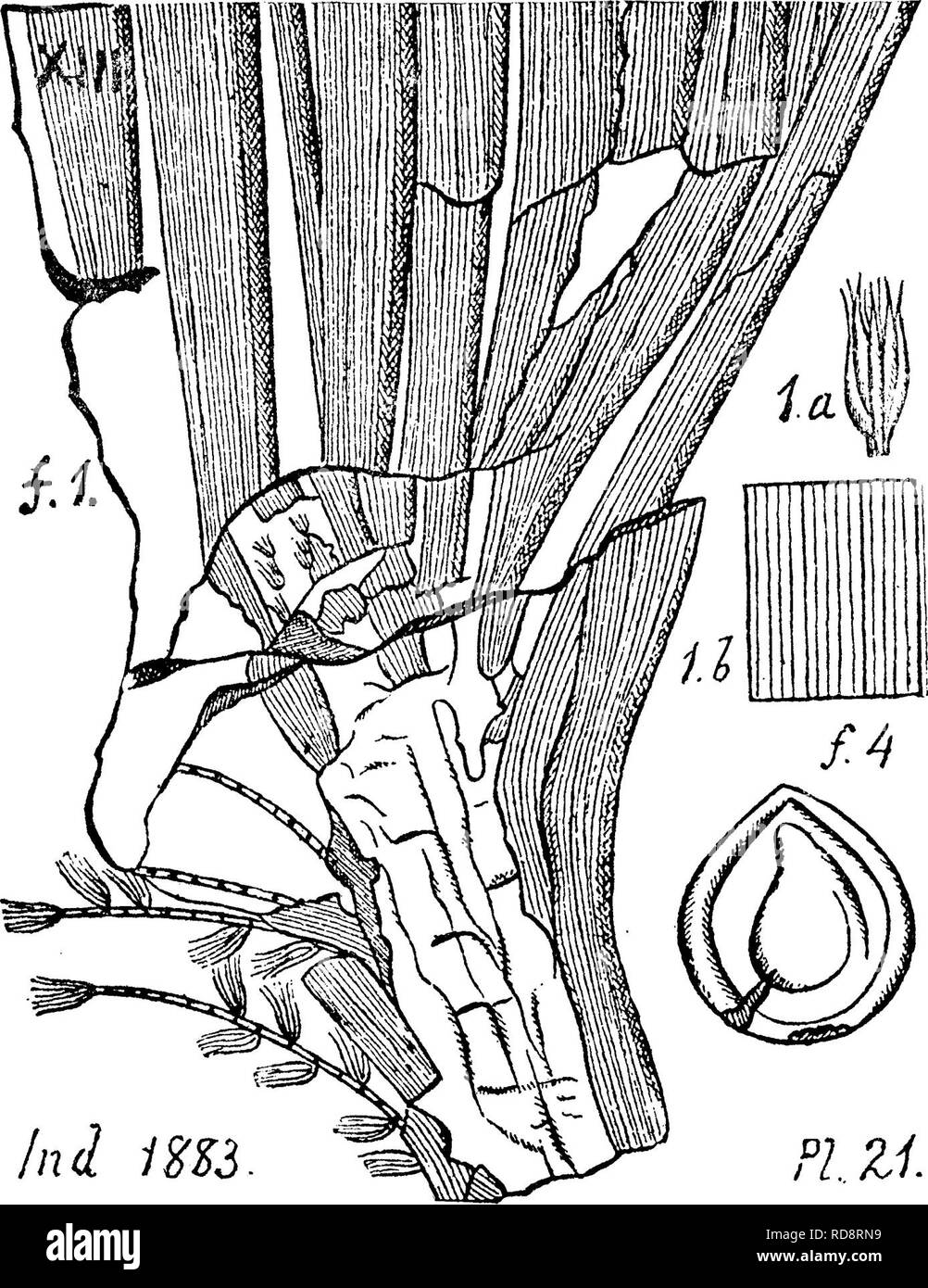 . Un dictionnaire des fossiles de la Pennsylvanie et les états voisins nommés dans les rapports et les catalogues de l'enquête ... La paléontologie. Cordon. 150 autres espèces ?) avec Cardiooarpa^ teroides Odoiitopteris et neurop-^ Newb. (Probablement), au toit de schiste de charbon petite mer- cer groupe, en vertu de l'Homewood SS. top membre du XII, à Beatty est à moi et d'ailleurs le long de la rivière Beaver, Q, p. 68.-XII.- également dans les collections de Mansfield, Kittanning bed, Cannelton ; et en vertu de Freeport, le charbon inférieur sur le savon, Franklin t., Castor Oo.,Q, p. 55, 220.-X///. Cordaites costatus. (Lesquereux. Proc. Am. Phil. S. Phila. 1878, Banque D'Images