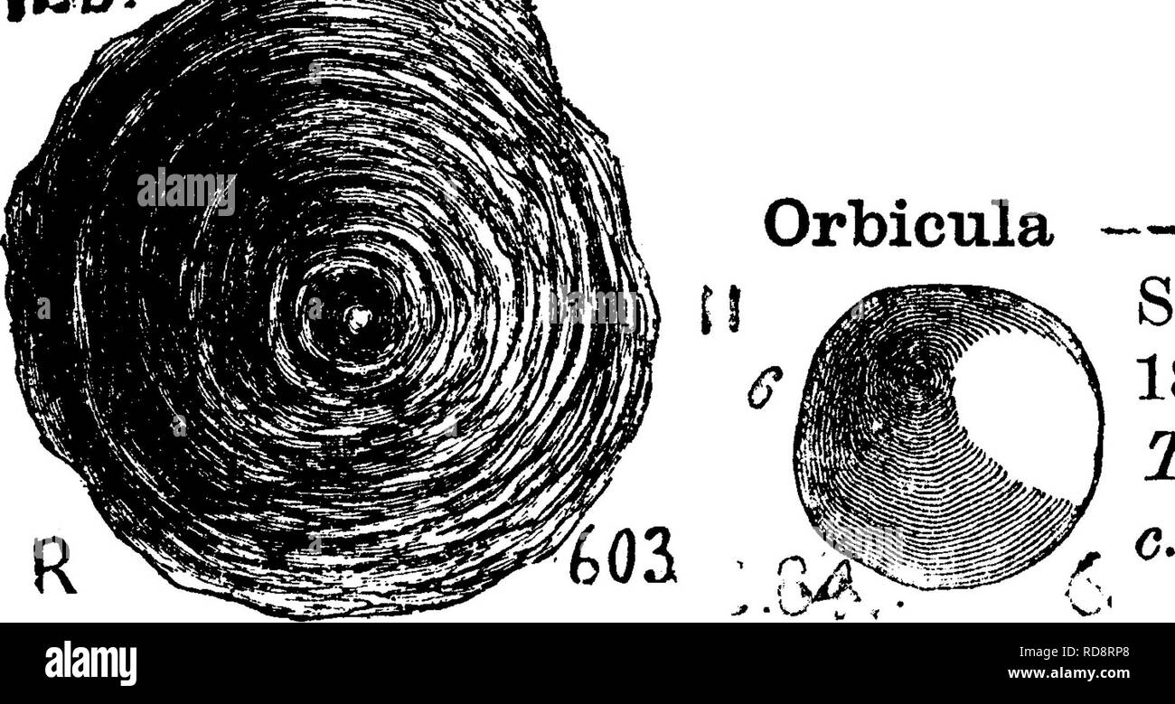 . Un dictionnaire des fossiles de la Pennsylvanie et les états voisins nommés dans les rapports et les catalogues de l'enquête ... La paléontologie. Le score ORAC. 502 Vol 7, 1883, p. 257, pi. 25, fig. Un fragment de 3, poissons-spine, montrant retour ( ?) frontière ; 35, vu depuis le côté droit ( ?) ; 3 cj, restauré la section croisée. Chester (sous-carb.), calcaire-XL Oracanthus vetustus, Leidy. (Chiffres inclus avec ceux de 0. le rectus ci-dessus.) Jour. Acad. Nat. Sci. Phila., 2e sér. Volume 3, 1854. St J. &AMP ; W., Geo. Sur. 111., vol 7, 1883, p. 255, pi. 24. fig. 2 A, côté droit de la colonne vertébrale du poisson ; 25, ( ?, les coupes transversales de c Banque D'Images