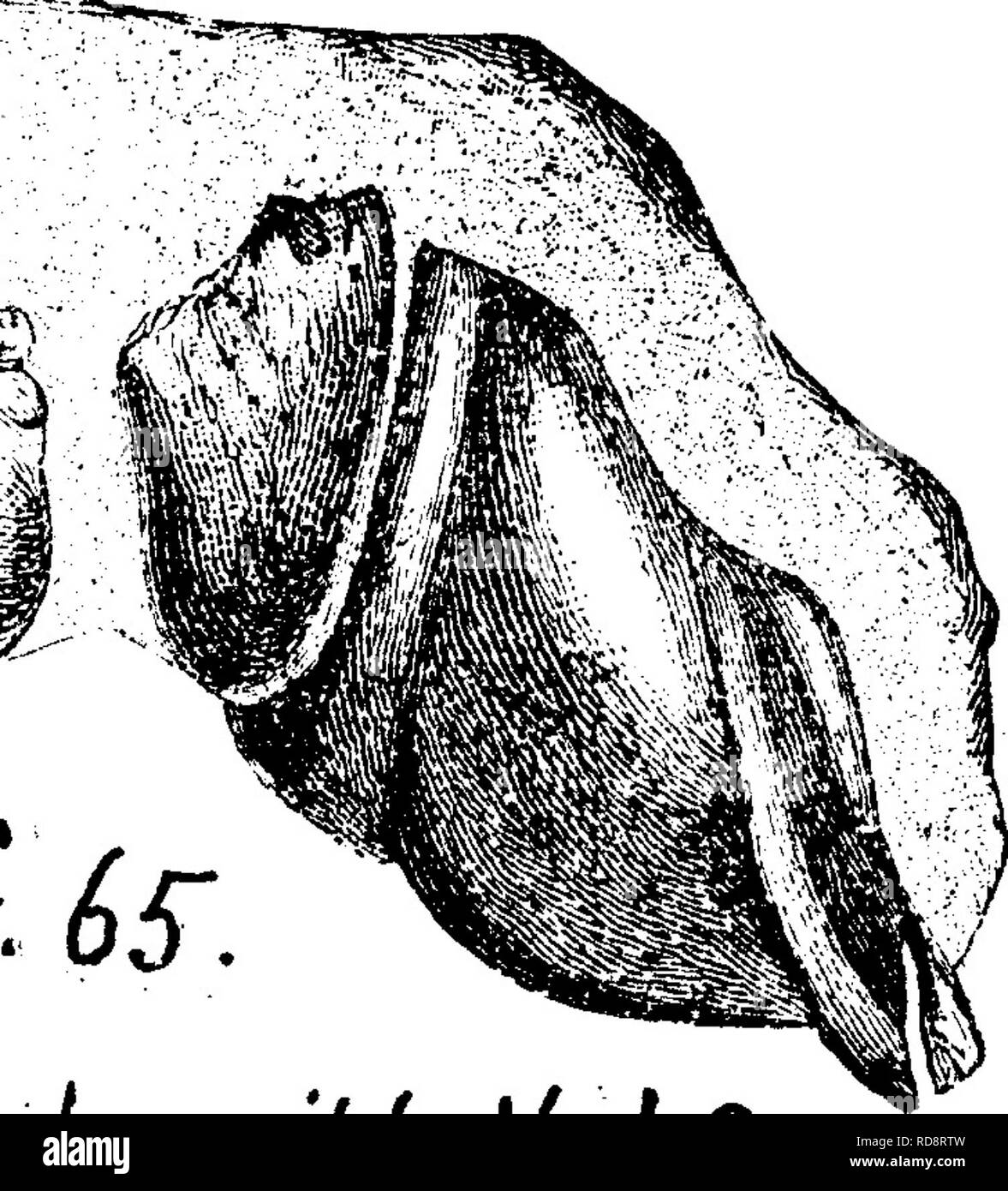 . Un dictionnaire des fossiles de la Pennsylvanie et les états voisins nommés dans les rapports et les catalogues de l'enquête ... La paléontologie. Cochliodus Cochliodus Vanhornii^^ Cochliodus ohliguus leidyi et, dans l'Illinois, Re- port, géologique 7.) l'Euro- pean espèce de ce genre de poisson est présent dans le sous- de l'Irlande. carbonifère L'espèce costatus,, cras- sus et nohilis sont trouvés dans le Burlington et calcaires carbonifères sous Keokuk de l'Illinois. XI6 kcLndi,Vol.3,. Veuillez noter que ces images sont extraites de la page numérisée des images qui peuvent avoir été retouchées numériquement pour readabi Banque D'Images