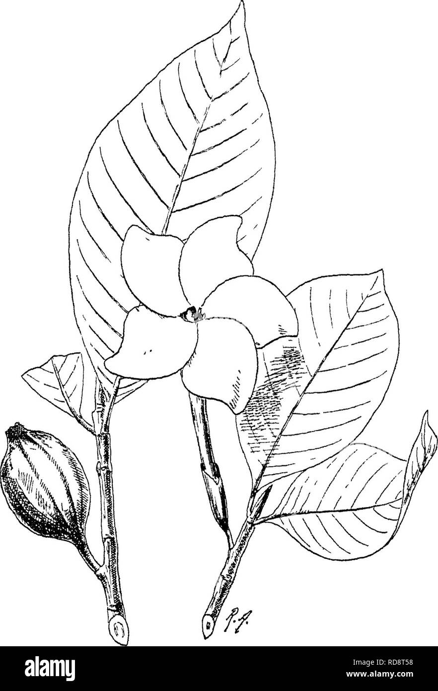 . Arbres indiens : un compte d'arbres, arbustes, plantes grimpantes ligneuses, bambous, palmiers et les communautés autochtones ou communément cultivées dans l'Empire des Indes britanniques. Les arbres. 3biJ LXI. EUBIACE^{ Gardenia [E€r/fIirocIa. Dans&lt;Ja. Kurz), l'un Idiiil de petits ours ii. fr. que les autres. Kiirz r. M. II 40, 41 et C. B. Clarke dans Joiirn. Linn. Soc. xvii. 101, 310. Cf.. 7. G. turgida, Roxb. Wight ; Ic. t. 579. - Syn. ^ Eoxb moafana G.. Wight ; Ic. t. 577. Vern. TIian ela^^ Ghurgia- amba, Hind. ; Phetra, stylo clra, mars ; Yerra hikk/, tél. ; Tham dans^ Bnrm - zani. Un petit arbre à feuilles caduques, armé d'une forte ofte axillaire Banque D'Images