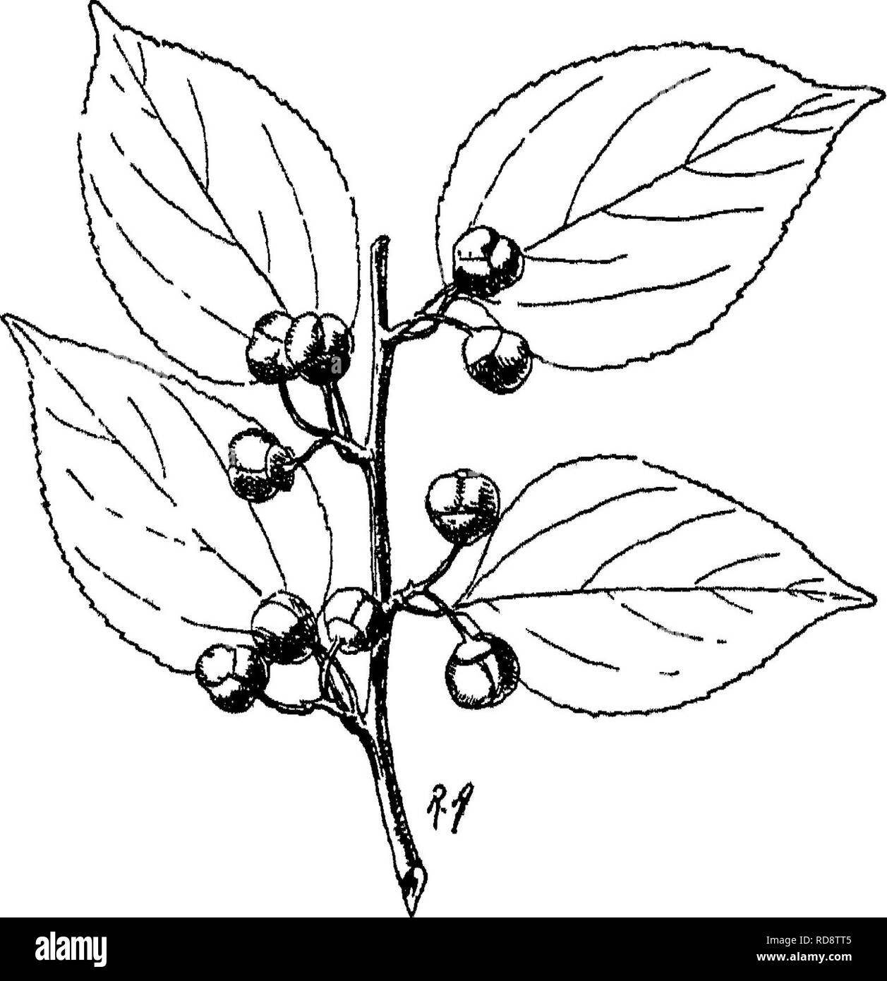 . Arbres indiens : un compte d'arbres, arbustes, plantes grimpantes ligneuses, bambous, palmiers et les communautés autochtones ou communément cultivées dans l'Empire des Indes britanniques. Les arbres. 174 XXXV. ]EHAJi SrACEiE erefia [Srif/dentée, ^1 in., s. n. Paire 2-4. Fl. panicules terminales et axillaires. Fr. noir lorsqu'il est mûr, doux, vendus dans les bazars. Gamme Snlaiman Sincl, gamme de sel. EstTortli-Wfst Jlielum Indns Himalaya, à l'ordre croissant, de 5 000 ft. Fl. et Fr. Jannary-May. L'Afghanistan, Ba'ncMstan, la Perse, l'Arabie. Étroitement allié est 4. S. theezans, Brongn. ; Collett Fl. Shimla, fig. 80. Nortli-West Bnima supérieure, Himalaya, Chine, Tonkin (Ha Banque D'Images