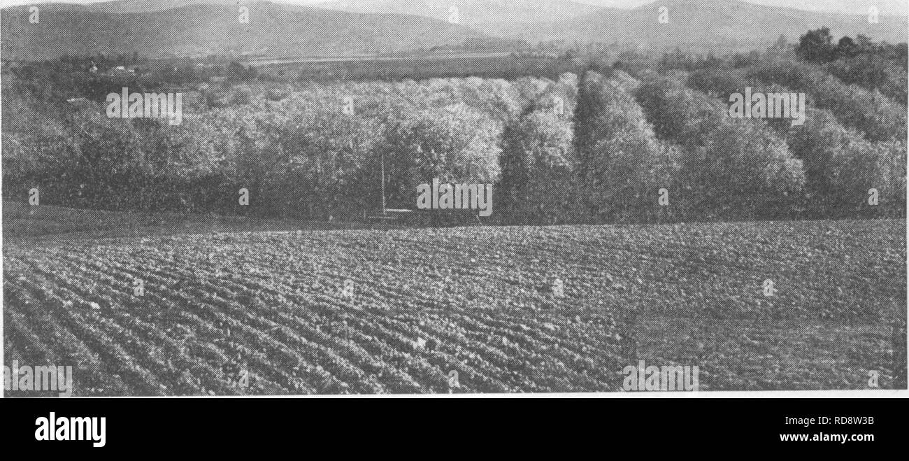 . L'encyclopédie de l'horticulture ; pratique un système de référence de l'horticulture commerciale, couvrant les phases pratiques et scientifiques de l'horticulture, en particulier pour les fruits et légumes ;. Jardinage ; culture ; fruits-légumes. VIRGINIA 1995 tion est de même nature. Une place importante dans cette section il y a aussi une argile rouge, appelé par certains "le terreau, Porter" qui ajoute à la qualité des sols. Il y a très peu de pommes et poires cultivées dans la section de la côte, cette région étant mieux adaptée à la culture de petits fruits et de camionnage. Les pommes sont cultivées mo Banque D'Images