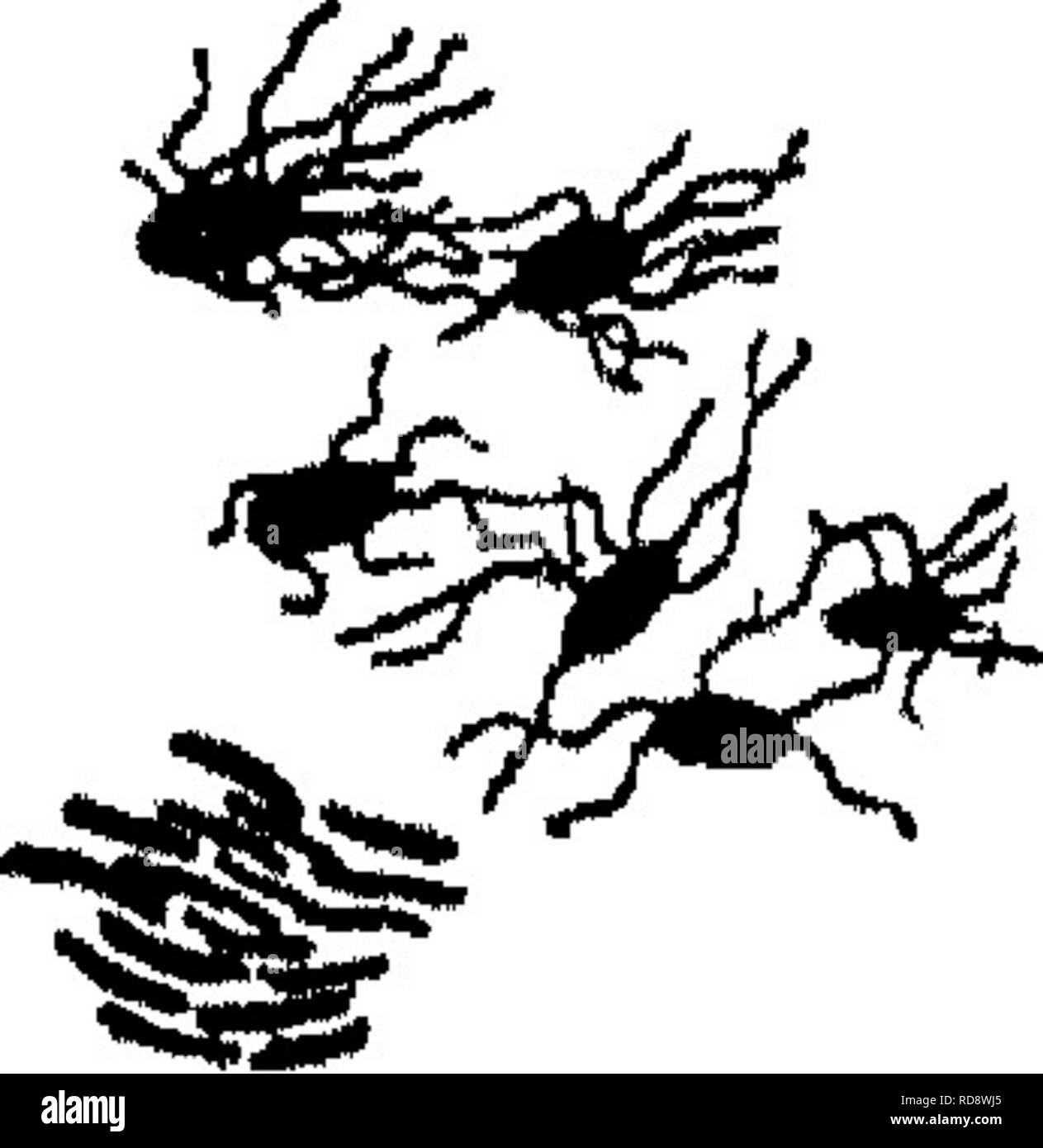 . Bactériologie agricoles ; une étude de la relation de Bagnères-de-vie à la ferme, avec des expériences en laboratoire pour les étudiants, les micro-organismes du sol, les engrais, les eaux usées, l'eau, les produits laitiers, divers produits agricoles et des maladies des animaux et des plantes. Bactériologie, de l'agriculture. Les GERMES DE LA MALADIE DANS LE LAIT 175 contiennent la forme particulière de bactéries lactiques est mentionné à la page 162 qui a la caractéristique d'être plus vigoureux, et produire du lait plus acide que l'ordinaire de l'acide lactique, et, donc, avoir encore plus de ce pouvoir d'empêcher la croissance d'autres plus misc Banque D'Images