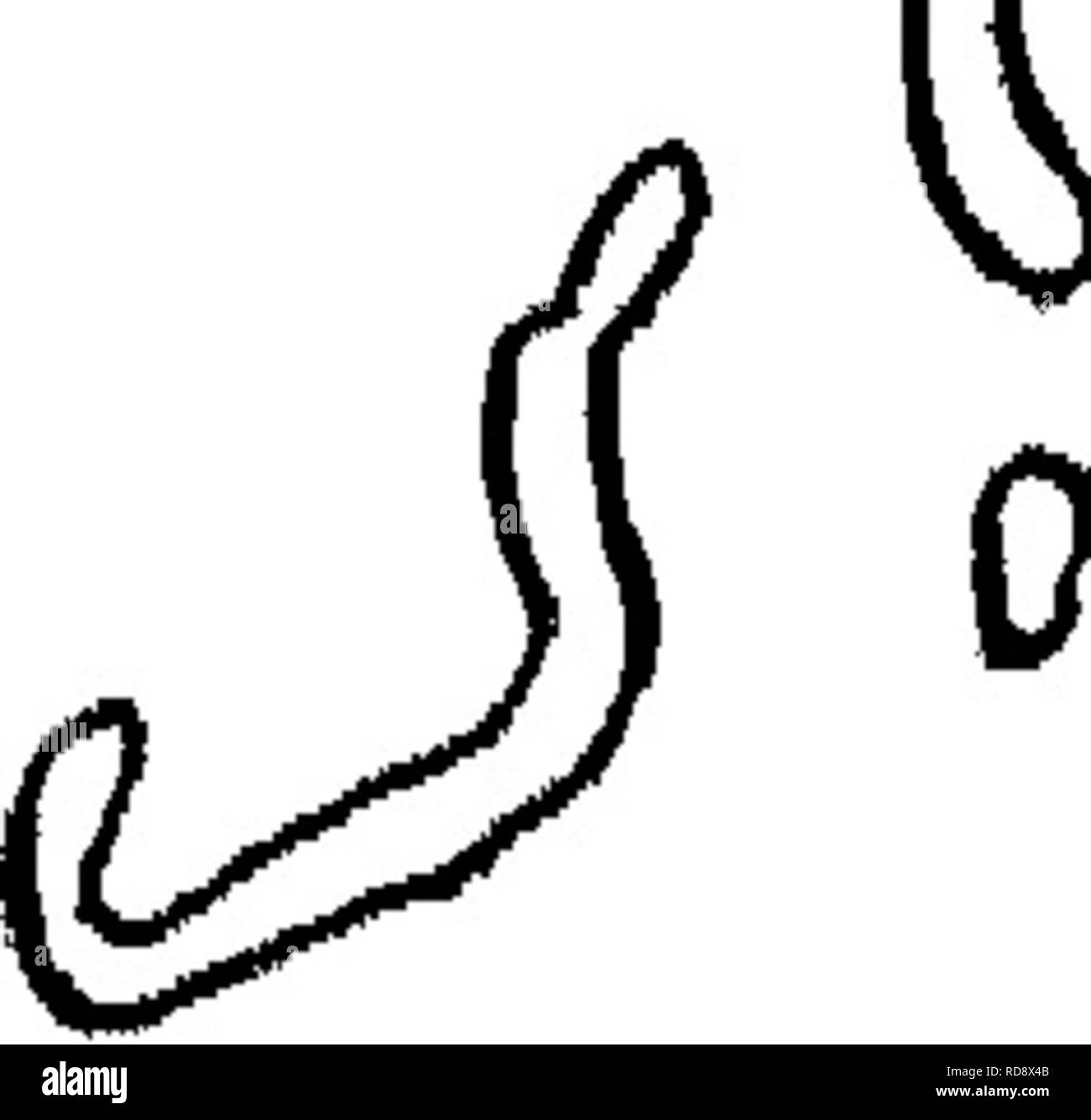 . Les bactéries par rapport à la fertilité du sol. Bactériologie, microbiologie des sols agricoles ;. Q . ^^^ b c  %T ',11 -^^""itor. 0 Fig. 2.-Dessins de bactéries après Pasteur (1864)-(a) les bactéries de l'urée, (b) les bactéries lactiques et de levures, (c) et (d) l'acide butyrique des bactéries. Spallanzani a répondu à cela en faisant l'une des fioles afin que l'air puisse entrer. Bientôt mis en décroissance. Même cela n'a pas suffi à renverser une croyance populaire, pour l'allégation a été faite que l'étanchéité de l'air et de l'exclus flacons air était essentielle à la. Veuillez noter que ces images sont extraites de l'ima page numérisée Banque D'Images