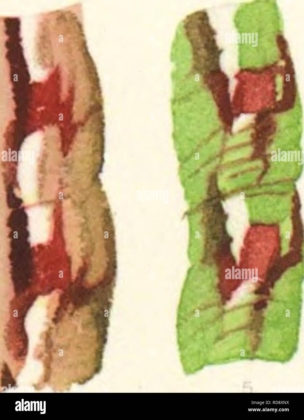 . Biologie der Eupithecien. Eupithecia. 60 m m wA1. ^*V' 1. Veuillez noter que ces images sont extraites de la page numérisée des images qui peuvent avoir été retouchées numériquement pour plus de lisibilité - coloration et l'aspect de ces illustrations ne peut pas parfaitement ressembler à l'œuvre originale.. Dietze, Karl. Berlin, R. Friedla ?nder &AMP ; Sohn Banque D'Images