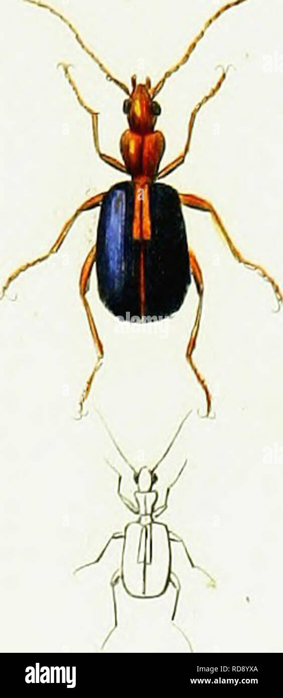 . Iconographie et histoire naturelle des cole ?opte ?res d'Europe ;. Les coléoptères ; Entomologie. . Veuillez noter que ces images sont extraites de la page numérisée des images qui peuvent avoir été retouchées numériquement pour plus de lisibilité - coloration et l'aspect de ces illustrations ne peut pas parfaitement ressembler à l'œuvre originale.. Dejean, Franc ?ois Pierre Marie Auguste, comte, 1780-1845. Paris, Me ?quignon-Marvis Banque D'Images