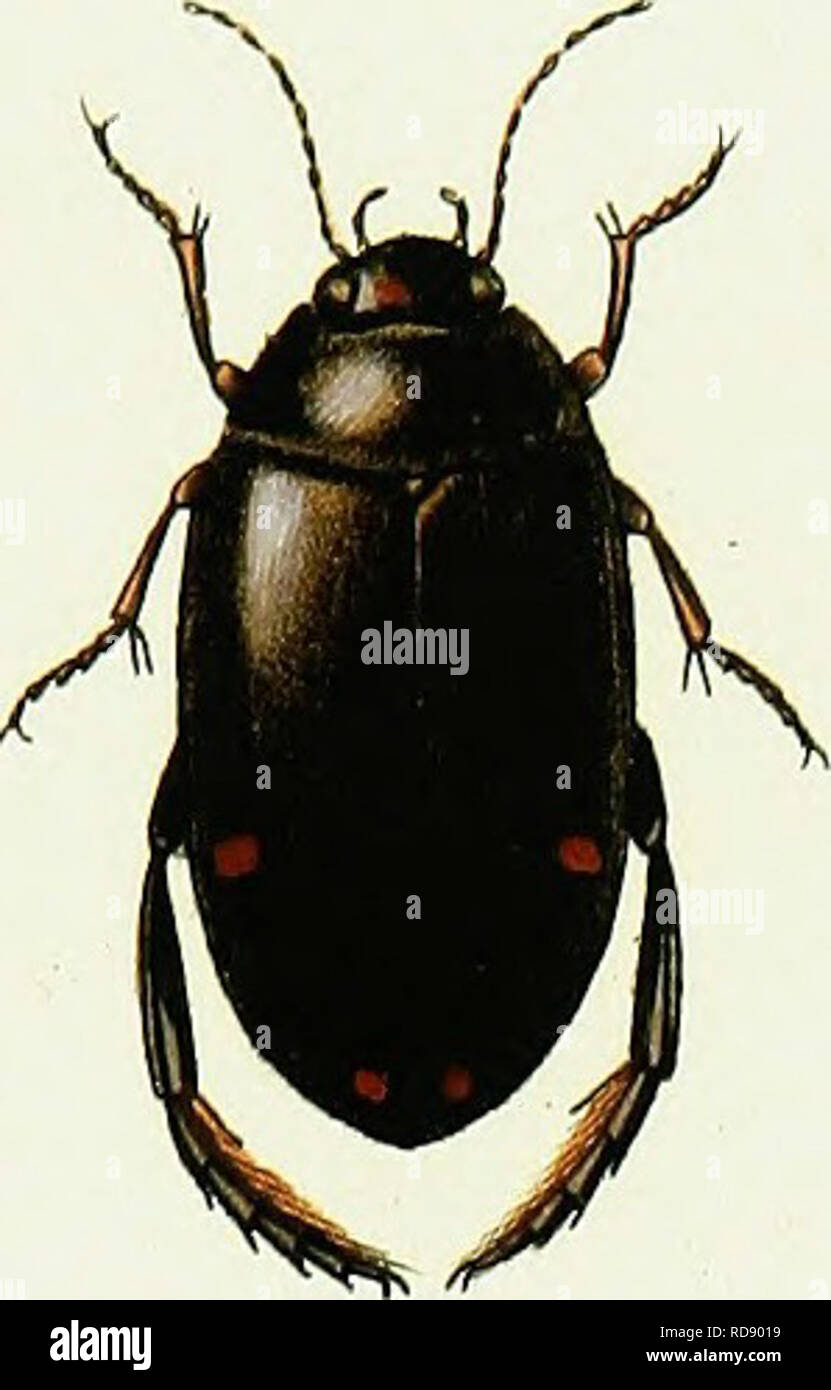 . Iconographie et histoire naturelle des cole ?opte ?res d'Europe ;. Les coléoptères ; Entomologie. Un JÎYDROC IARKS:T1m TU. Ô.fl.so.. Veuillez noter que ces images sont extraites de la page numérisée des images qui peuvent avoir été retouchées numériquement pour plus de lisibilité - coloration et l'aspect de ces illustrations ne peut pas parfaitement ressembler à l'œuvre originale.. Dejean, Franc ?ois Pierre Marie Auguste, comte, 1780-1845. Paris, Me ?quignon-Marvis Banque D'Images