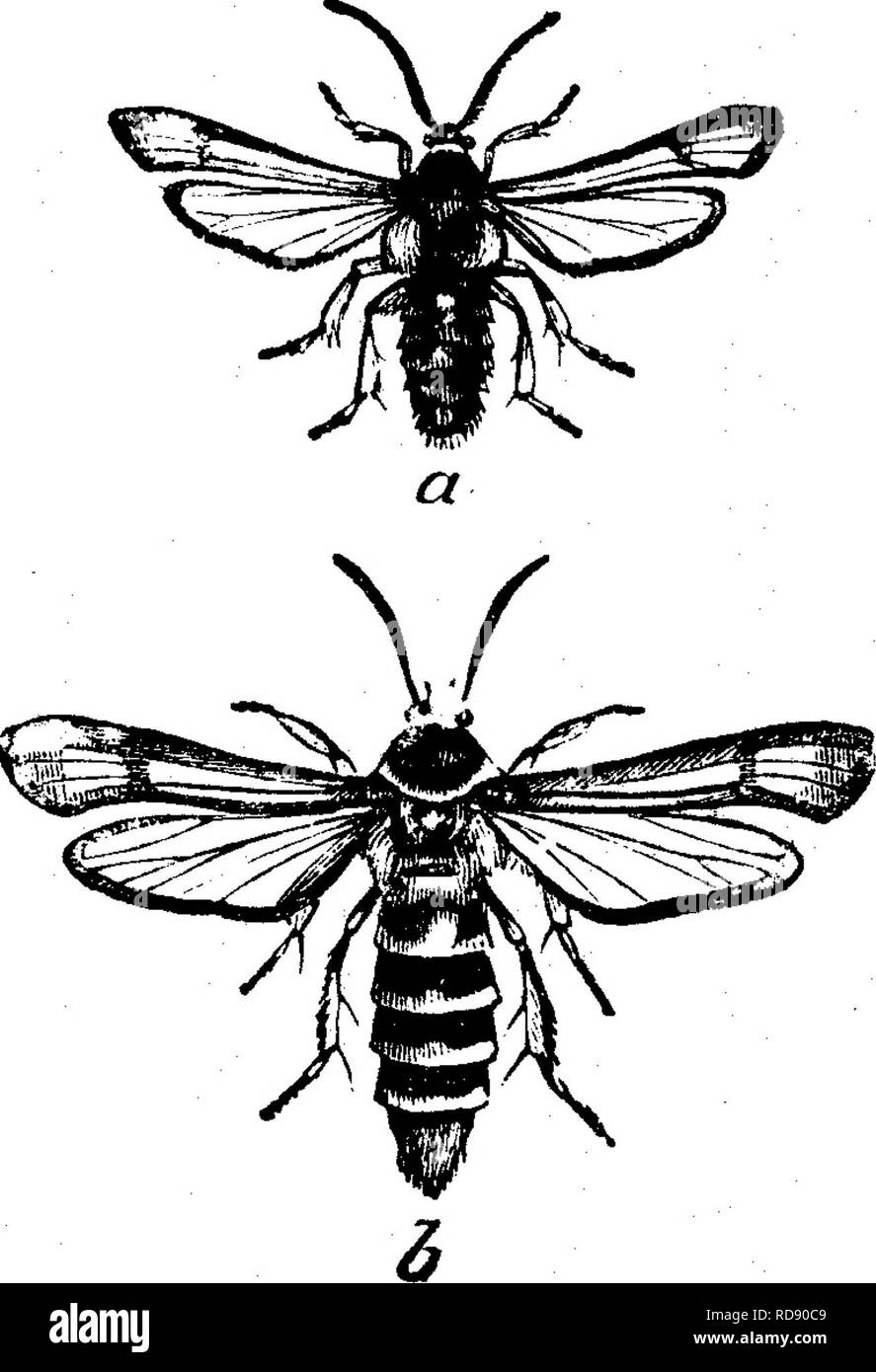 . Les insectes nuisibles pour les fruits. Illustré de quatre cent quarante coupes de bois. Les insectes nuisibles. Les INSECTES NUISIBLES À LA FRAMBOISE. Attaquer le EOOTS. Fig. 313. No 174.-La racine de framboise-borer. ^geria ruM Riley. C'est tout à fait distincte de la filière canne-borer, n° 176, que l'insecte sans jambes dans l'état larvaire, tandis que celui-ci dispose de 16 jambes, une fonctionnalité qui permettra à toute personne de distinguer facilement l'un de l'autre. Le rasp berry--racine borer appartient à la même famille de papillons à ailes claires comme l'agrile du frêne, et il y a une remarquable resem- blance entre les deux spec Banque D'Images