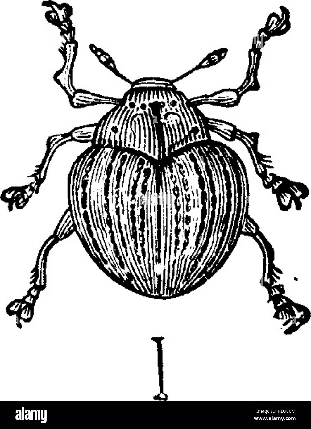 . Les insectes nuisibles pour les fruits. Illustré de quatre cent quarante coupes de bois. Les insectes nuisibles. 300 LES INSECTES NUISIBLES À LA VIGNE. recueillis et détruits. Cet insecte est attaqué par un petit parasite, qui n'a sans doute sa part pour préserver l'ennemi dans la soumission. N° 172.-le de la Prune Raisin. Oraponius incequalis (Dire). C'est un petit coléoptère appartenant à la famille des Curculios, qui passe l'hiver probablement dans l'état parfait, et pond ses œufs sur la jeune vigne au cours du mois de juin ou au début de juillet. C'est un tout petit insecte, peu visible et qu'environ un dixième d'un pouce de long Banque D'Images