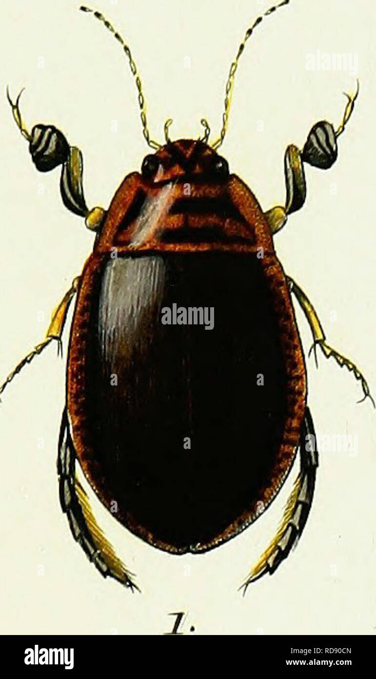 . Iconographie et histoire naturelle des coleÌopteÌres d'Europe ;. Les coléoptères ; Entomologie. HYDROCAWTHAKTCS. l'ont. 5- l'I'â //.. Veuillez noter que ces images sont extraites de la page numérisée des images qui peuvent avoir été retouchées numériquement pour plus de lisibilité - coloration et l'aspect de ces illustrations ne peut pas parfaitement ressembler à l'œuvre originale.. Dejean, Pierre FrancÌ§ois Marie Auguste, comte, 1780-1845. Paris, MeÌquignon-Marvis Banque D'Images