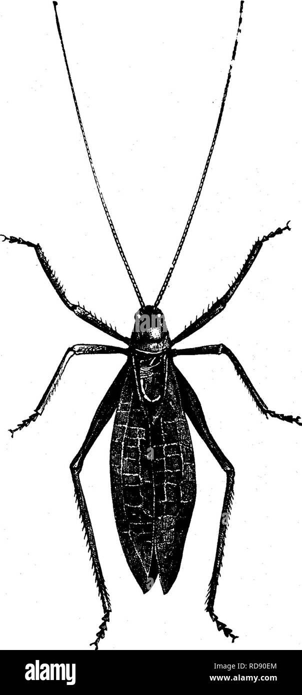 . Les insectes nuisibles pour les fruits. Illustré de quatre cent quarante coupes de bois. Les insectes nuisibles. Attaquer les feuilles. 291 de couleur noirâtre ou brun verdâtre, jambes, marquée de brun noirâtre. La plupart des poux sont aptères, mais certains ont des ailes et vitreux, claire avec des veines brun. C'est probablement la même espèce que celle qui infeste la vigne dans le sud de l'Europe, à savoir. L'Aphis vitis, mais l'insecte n'a pas encore été suffisamment étudiés pour déterminer avec certitude. Ils cluster en milliers sur les extrémités des branches, ce qui provoque les feuilles vers le haut et la vigne à apparaître très unsight Banque D'Images