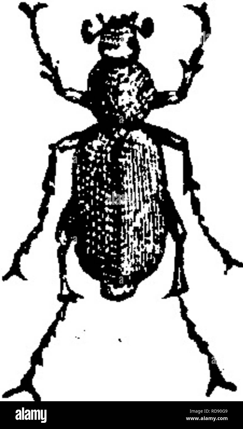 . Les insectes nuisibles pour les fruits. Illustré de quatre cent quarante coupes de bois. Les insectes nuisibles. 280 LES INSECTES NUISIBLES À LA VIGNE. soap-suds ont également été recommandés, et méritent des procès. Par les froides matinées les scarabées sont relativement slug- gish et inactif, et peut alors être secouée de la vigne sur les draps et collectées et détruites. Ces insectes sont beaucoup plus abondants en certaines saisons que dans d'autres. No 151.-La Rose Ponderosa. Suhspiiiosus Macrodactylus (Fabr.). ^^son scarabée, communément connu sous le nom de la rose-bug, attaque le rose, et est également très nuisible à la vigne, l'Apple, Banque D'Images