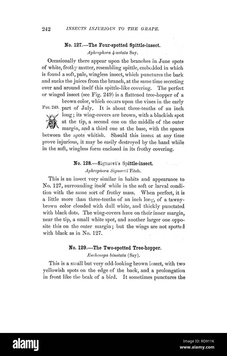 . Les insectes nuisibles pour les fruits. Illustré de quatre cent quarante coupes de bois. Les insectes nuisibles. . Veuillez noter que ces images sont extraites de la page numérisée des images qui peuvent avoir été retouchées numériquement pour plus de lisibilité - coloration et l'aspect de ces illustrations ne peut pas parfaitement ressembler à l'œuvre originale.. Saunders, William, 1836-1914. Philadelphie, J. B. Lippincott & ; Co Banque D'Images