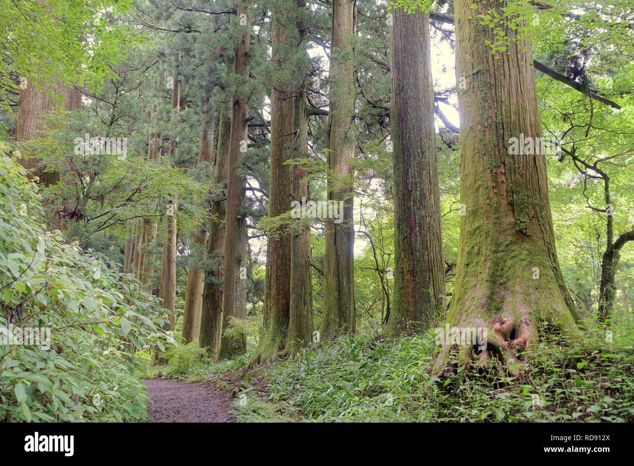 L'ancienne avenue Cedar, ancienne route d'Hakone Hakone, Japon - - Banque D'Images