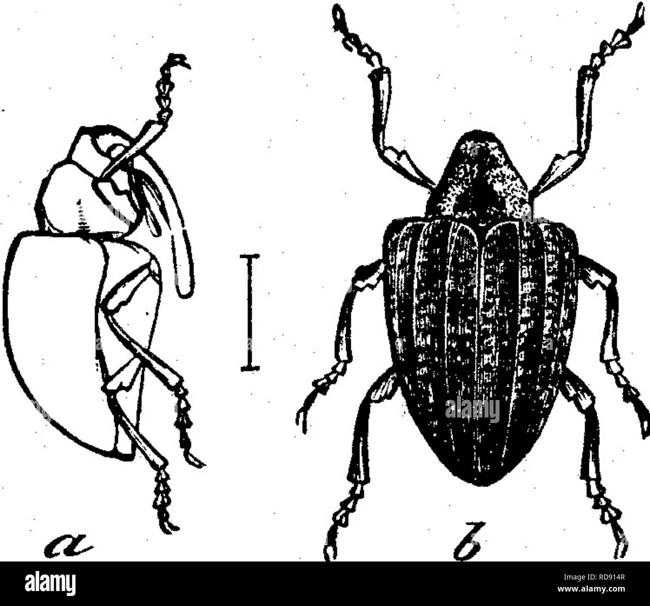 . Les insectes nuisibles pour les fruits. Illustré de quatre cent quarante coupes de bois. Insectes nuisibles. Cette espèce peut parfois occuper le corps d'une seule chenille. Après avoir détruit leur victime ils spin pour eux-mêmes, durs, les cocons de soie blanche dans le sac, une section de ce qui est montré dans Fig. 230. Fig. 231. ATTAOKING LE FRUIT. No 121.-l'Cluince la prune. Conotrachelus cratcegi AValsh. C'est un large museau-épaulettes beetle, plus grand que la de la prune, no 94, et dispose d'un museau plus ; à la Fig. 231, a montre une vue de côté de l'insecte, b la vue arrière. Il est d'une couleur gris cendre, mo Banque D'Images