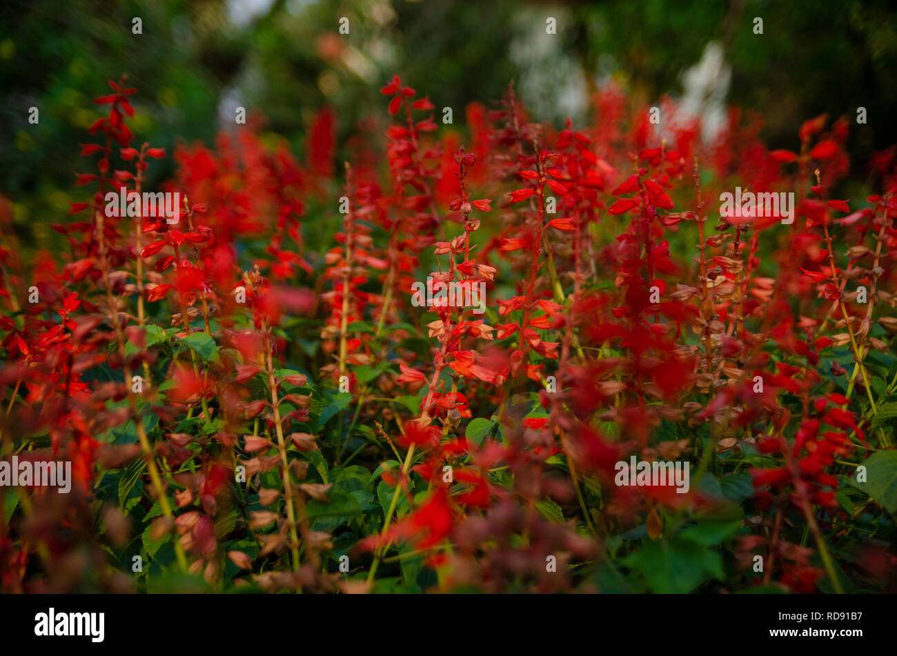 Lobelia cardinalis lobélie cardinale, peut-être. Pas sûr. Banque D'Images