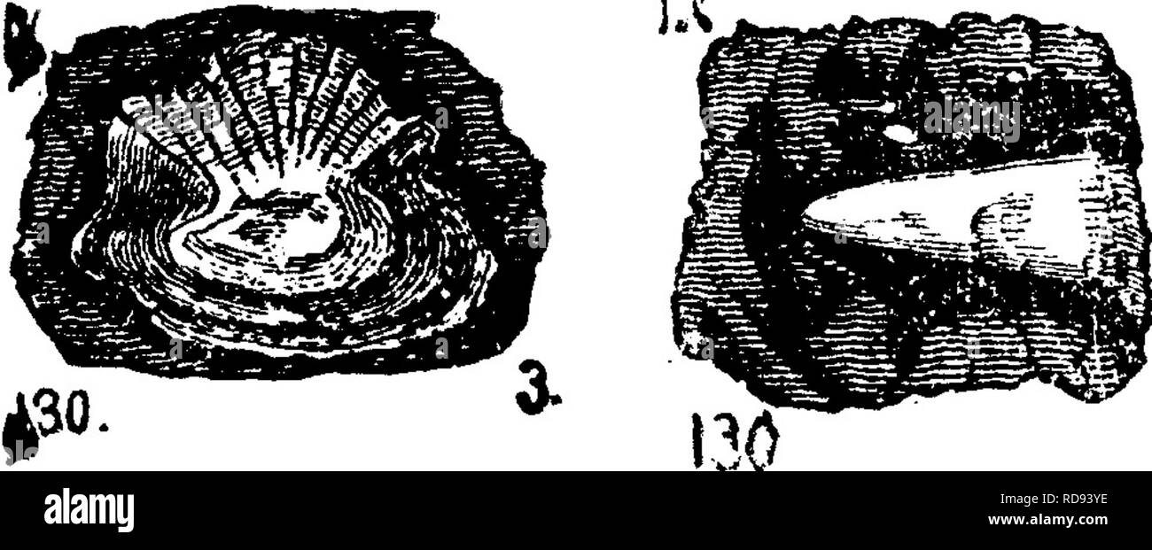 . Un dictionnaire des fossiles de la Pennsylvanie et les états voisins nommés dans les rapports et les catalogues de l'enquête ... La paléontologie. Holoptychiusnobilissimus. Un^{assiz Hoi, americanus ?) ^» ^^MgM^^^^^ J- Hall, X ^^^^^p i sm^^^^^j ie ft 281, 282 pages. fig. 130,' 2,3 et 4 fig. 131. Oatskill forma- tion./X- (131 est une mâchoire ; 130, ^ 2, 3, sont des échelles ; 130, 4 est un fragment de l'eau usé.) (voir l'Agassiz, Lun. poissons fossiles. 1845.) Voir Hall, Geol. 4ème arrondissement N. Y. plaque 3.)-Claypole's list of Perry Co. de fossiles, préface à F2, XV. - Les voyants de Catskill Chemung, VIII-IX, je donne à la p. 284, une restauration de thi Banque D'Images