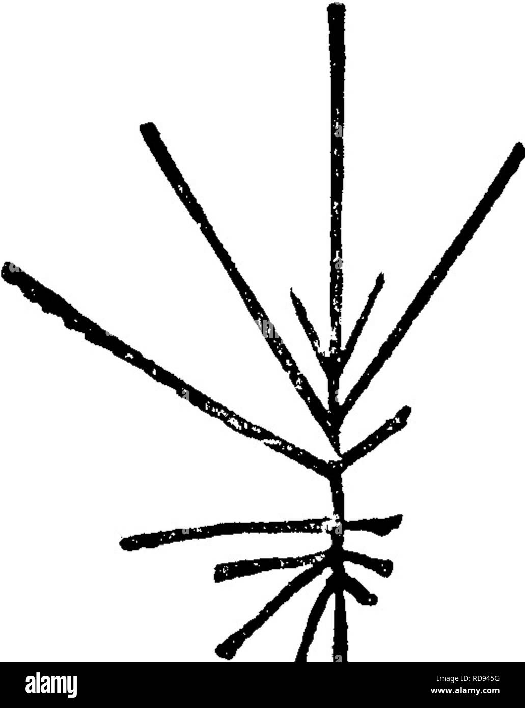 . Un dictionnaire des fossiles de la Pennsylvanie et les états voisins nommés dans les rapports et les catalogues de l'enquête ... La paléontologie. ^IHTd" Fig.^9- 514, bois couper les figues. 1, 2, 3, 4, Hudson River shales.-Illh. Graptolithus divergens. Hall, Pa)., N. Y., Volume 3, p. 509, bois coupé fig. 9. La région de la rivière Hudson d'appoint.-c. Les graptolites trouvés E. Hall dans la ceinture d'ardoise (///",/&gt ;), de la vallée en canoë, Blair Co., Pa. espèces non accordée -///. Une branche de ce spécimen présente la remarquable apparence de bifurcation près de sa jonction avec la tige centrale. Les branches sont de longueur inégale (certains très long) Banque D'Images