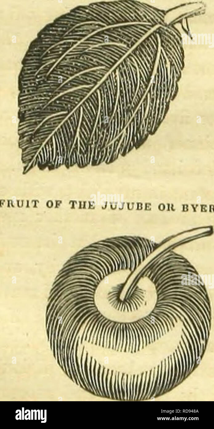 . Le livre de papillons, sphinges, et les mites ; illustré par cent quarante-quatre gravures en couleur, après la nature. Lépidoptères. Le VER À SOIE TUSSEH. ny branches sur l'arbre Asseen en proportion de la taille de celle-ci, mais aucun sur l'arbre dans les villes. Le Parieahs, ou la colline, les gens gardent les insectes la nuit et le jour alors que dans l'état de ver, de les préserver de corneilles et autres oiseaux par jour, les chauves-souris par nuit. Feuille DE L'ARBRE OU JUJUBE DANS LES VILLES.. Les villes ou arbre. ' J'ai moi-même vu les regarder ainsi le couvain. Cette espèce ne peut pas se limiter, pour, dès que le papillon perce le coc Banque D'Images