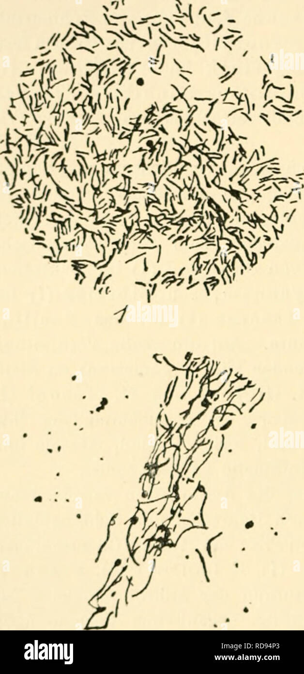 . Dans Agrikulturmykolgie Einfhrung mourir. La microbiologie des sols ; champignons du sol. 4 Der Kreislauf d. Elemente unter Mitwirkung c. Mikroorganismen. Erscheint die Bedeutung von der Zersetzung Zellulose, die einen wesentlichen Bestandteil des Pflanzenkörpers bildet. Die durch Bacillus fermentationis cellulosae (Fig. 1) hervorgerufene- gärung Wasserstoff und durch Bac. methanigenes (Fig. 1) verursachte méthane- _->er^.. Veuillez noter que ces images sont extraites de la page numérisée des images qui peuvent avoir été retouchées numériquement pour plus de lisibilité - coloration et l'aspect de ces illustrations ne peut pas perfectl Banque D'Images