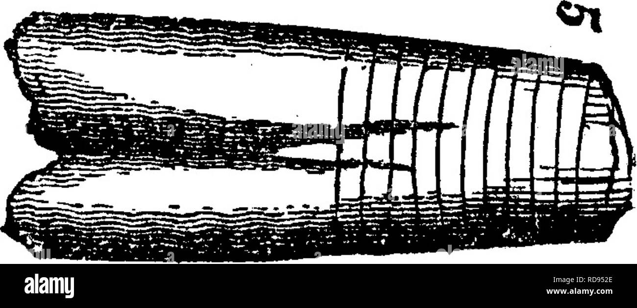 . Un dictionnaire des fossiles de la Pennsylvanie et les états voisins nommés dans les rapports et les catalogues de l'enquête ... La paléontologie. e, 10^. 5.0.357. Y., 1842, p. 396. 397, fig. 107, 3 ; 109, 5, 6, tous de la Trenton.-Pennsvlyania Mifilin Dans Kishicoquillis, Co.. Voir Hall &AMP ; Hale's 000 Spec. 201-5 (intérieur) de l'Keedsville ; Spec. 203-36 (incrustée E J0P. 6. P.J97 avec Paleschara) de Bellefonte, Spec. 204-27 (peut-être un Endoceras en croûte) de Reedsville, tous de la haut ou bas Irenton^ Chazy. heds-A Trenton Orthoceras de Chambersburg, Franklin Co., (cat. O, Spec. 3776.) Banque D'Images